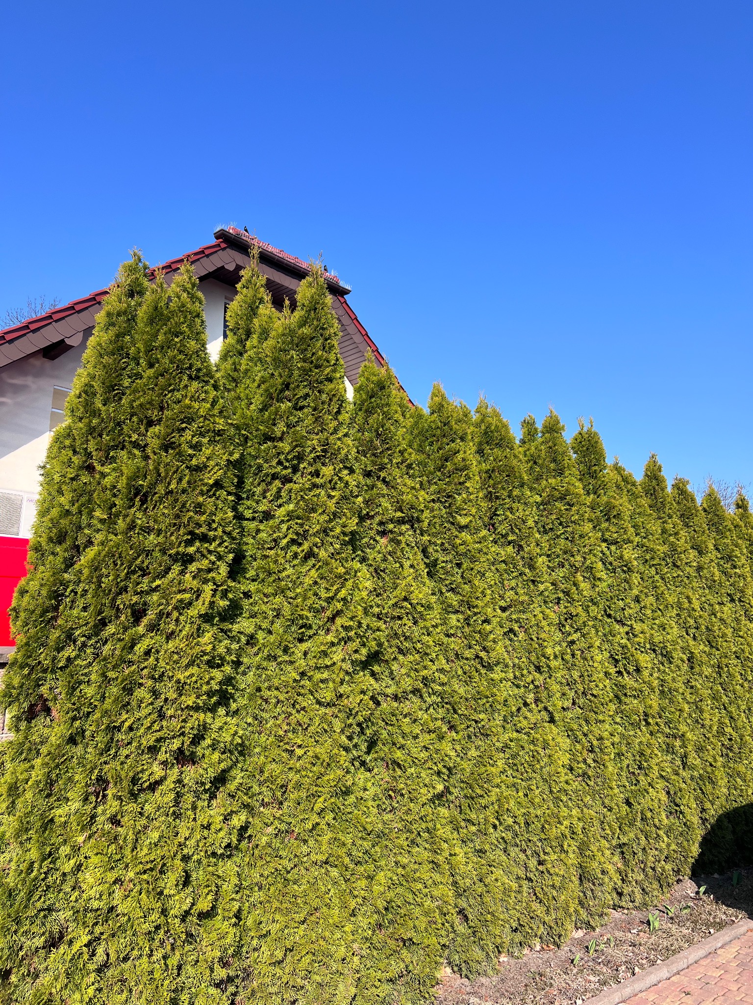 Równy szpaler wysokich, gęstych tuj tworzących żywopłot na tle błękitnego nieba i fragmentu domu z czerwoną dachówką.