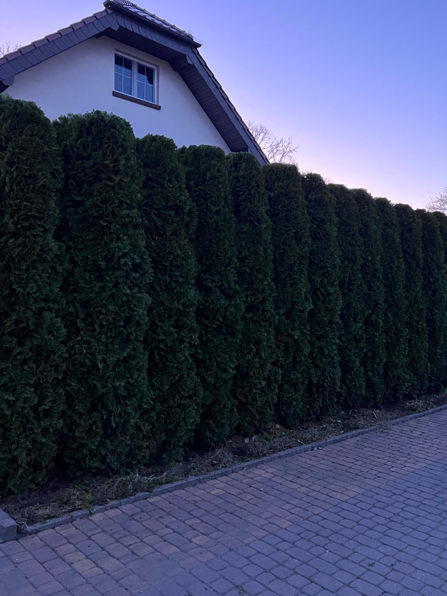 Równy szpaler wysokich, gęstych tuj tworzących żywopłot wzdłuż brukowanej ścieżki, z domem w tle o zmierzchu.