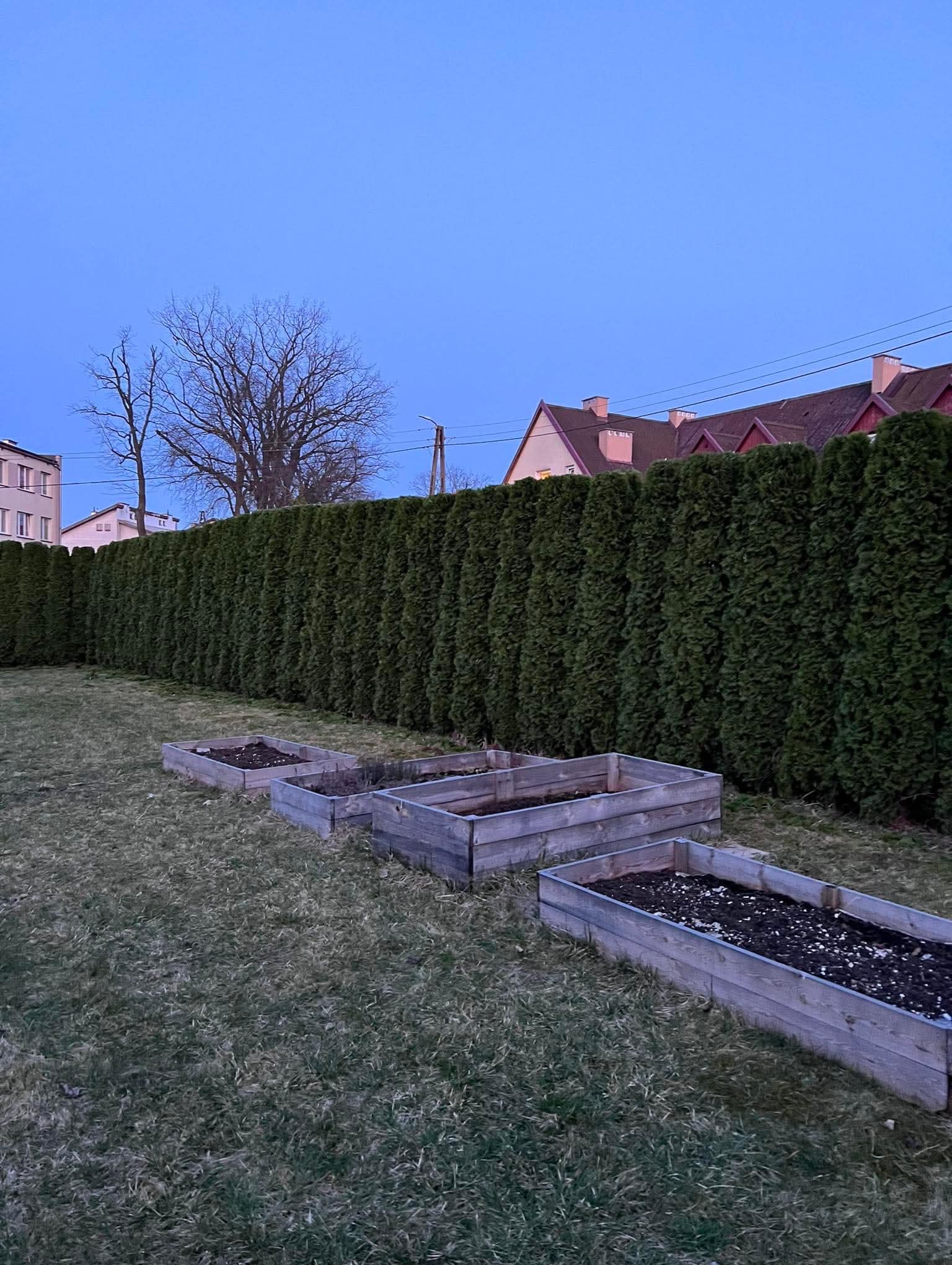 Ogród z drewnianymi skrzyniami wypełnionymi ziemią, z wysokim żywopłotem z tui w tle i budynkami w oddali, sfotografowany o zmierzchu.