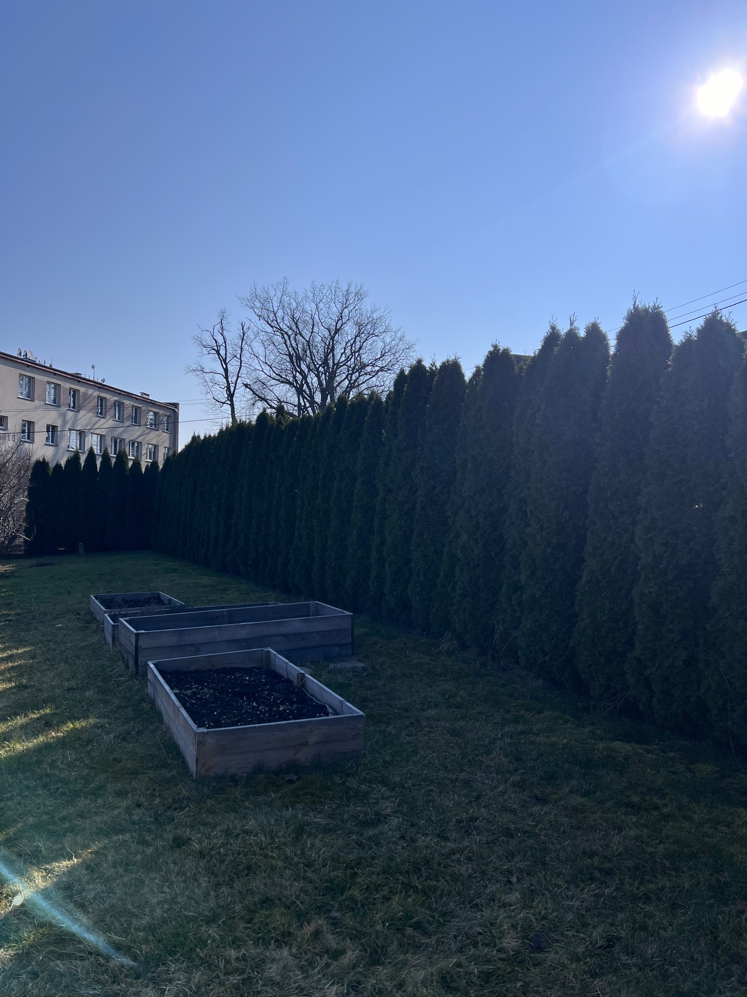 Trzy drewniane skrzynie ogrodowe wypełnione ziemią, ustawione na trawniku przed wysokim żywopłotem z tui i budynkiem w tle, w jasnym słońcu.