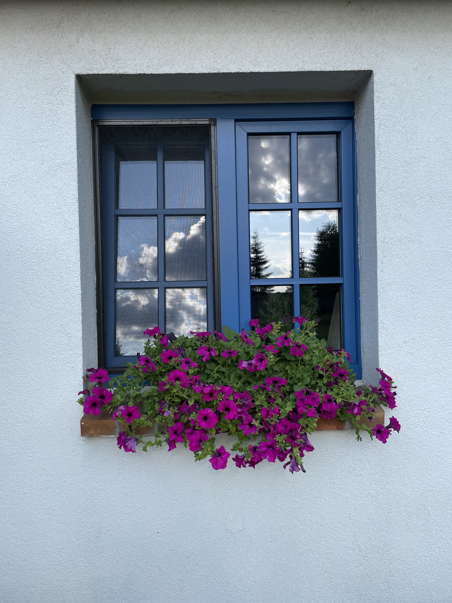 Niebieska rama okienna z szybą odbijającą chmury, z moskitierą w jednej części, ozdobiona fioletowymi petuniami w doniczce na zewnątrz, na tle białej ściany.