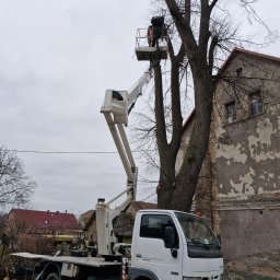 Wycinka drzew Ziębice 4