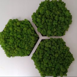 Adaptacja projektu Baranówka 2