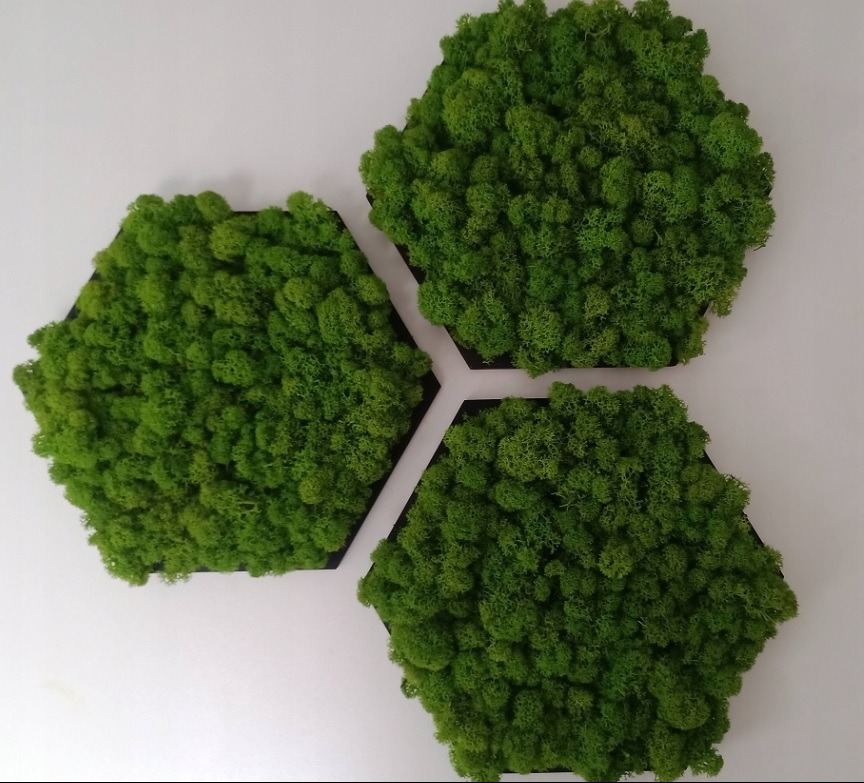 Dekoracja ścienna z mchu w kształcie trzech heksagonów połączonych białym elementem, na białym tle.