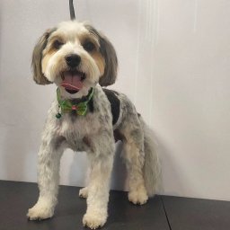 Wyprowadzanie psów Radziechowy 1