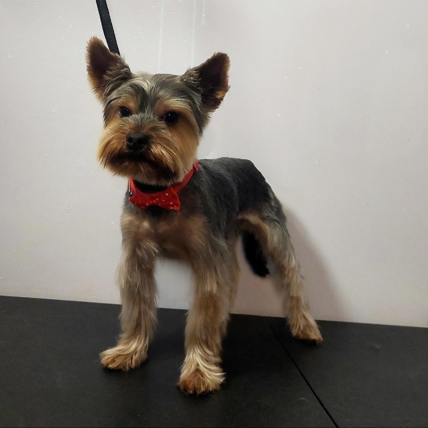 Wystylizowany Yorkshire Terrier z czerwoną muszką, stojący na czarnym stole. Świeżo ostrzyżony pies po wizycie u groomera, z unikalnym wąsem i brodą.