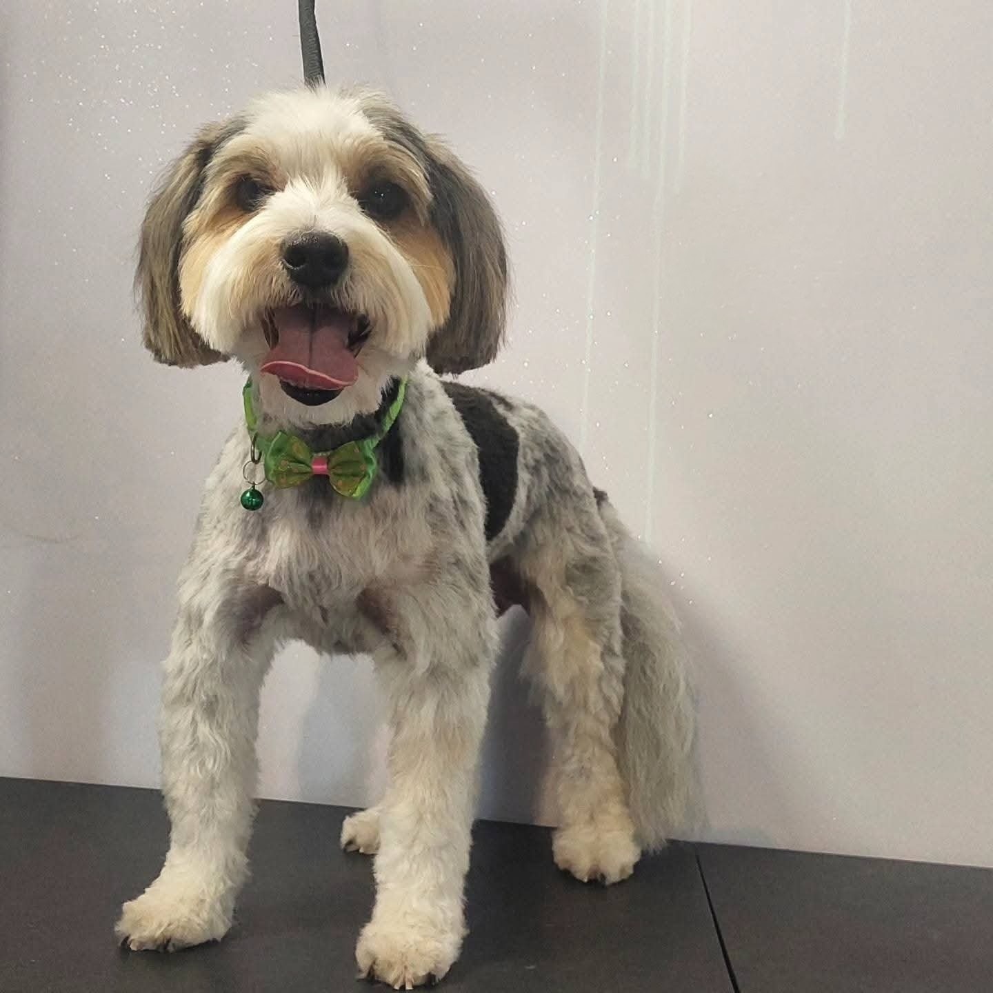 Uśmiechnięty pies rasy mieszanej po strzyżeniu, z zieloną muchą i dzwoneczkiem, stojący na stole groomerskim na tle białej ściany z delikatnym brokatem.