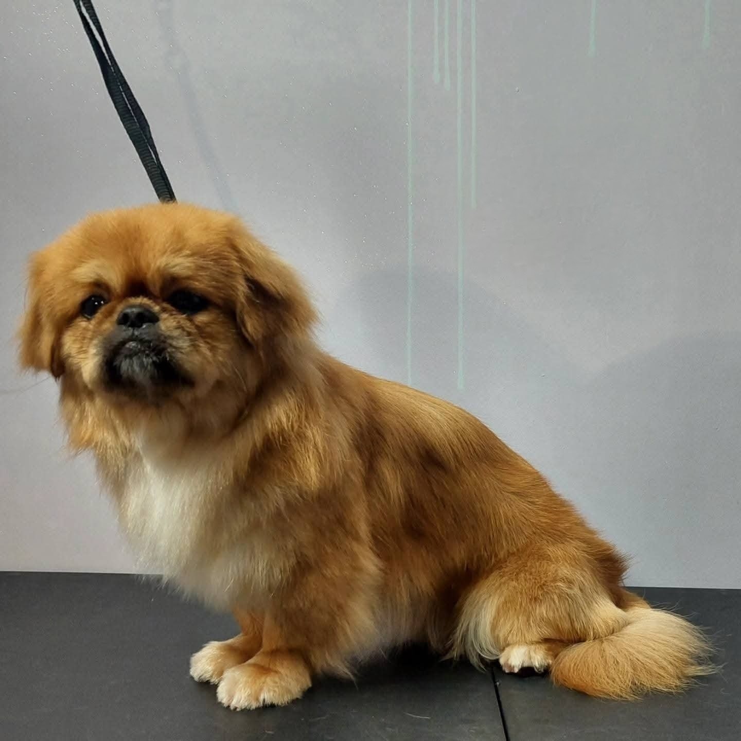 Pekińczyk o złotej sierści, świeżo po strzyżeniu, siedzi na czarnym stole. Widoczne detale sierści i profesjonalne wykończenie fryzury.