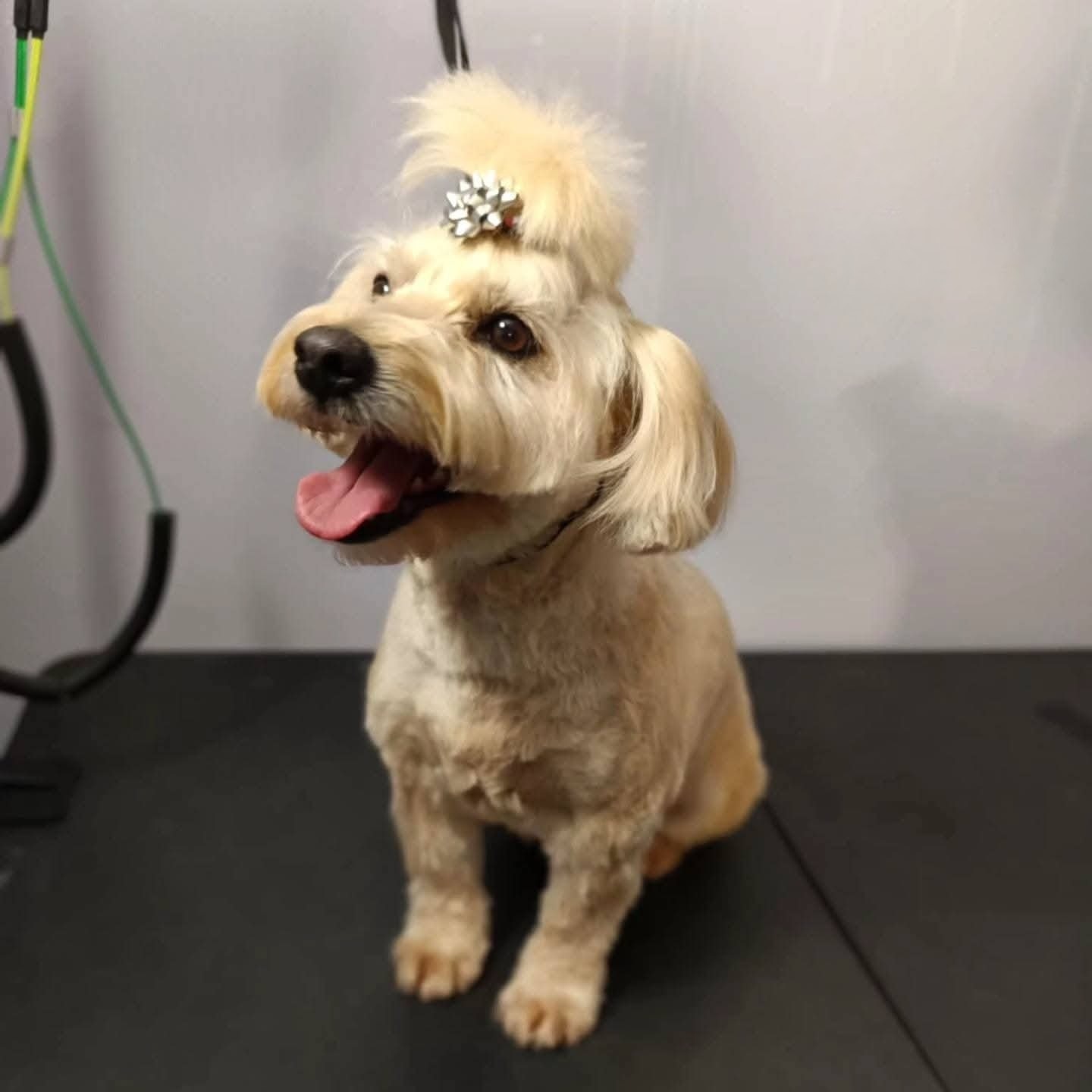 Uśmiechnięty pies rasy Maltańczyk po strzyżeniu z ozdobą we włosach, Radziechowy. Profesjonalna pielęgnacja psów, widoczny język i zadowolony wyraz pyska.