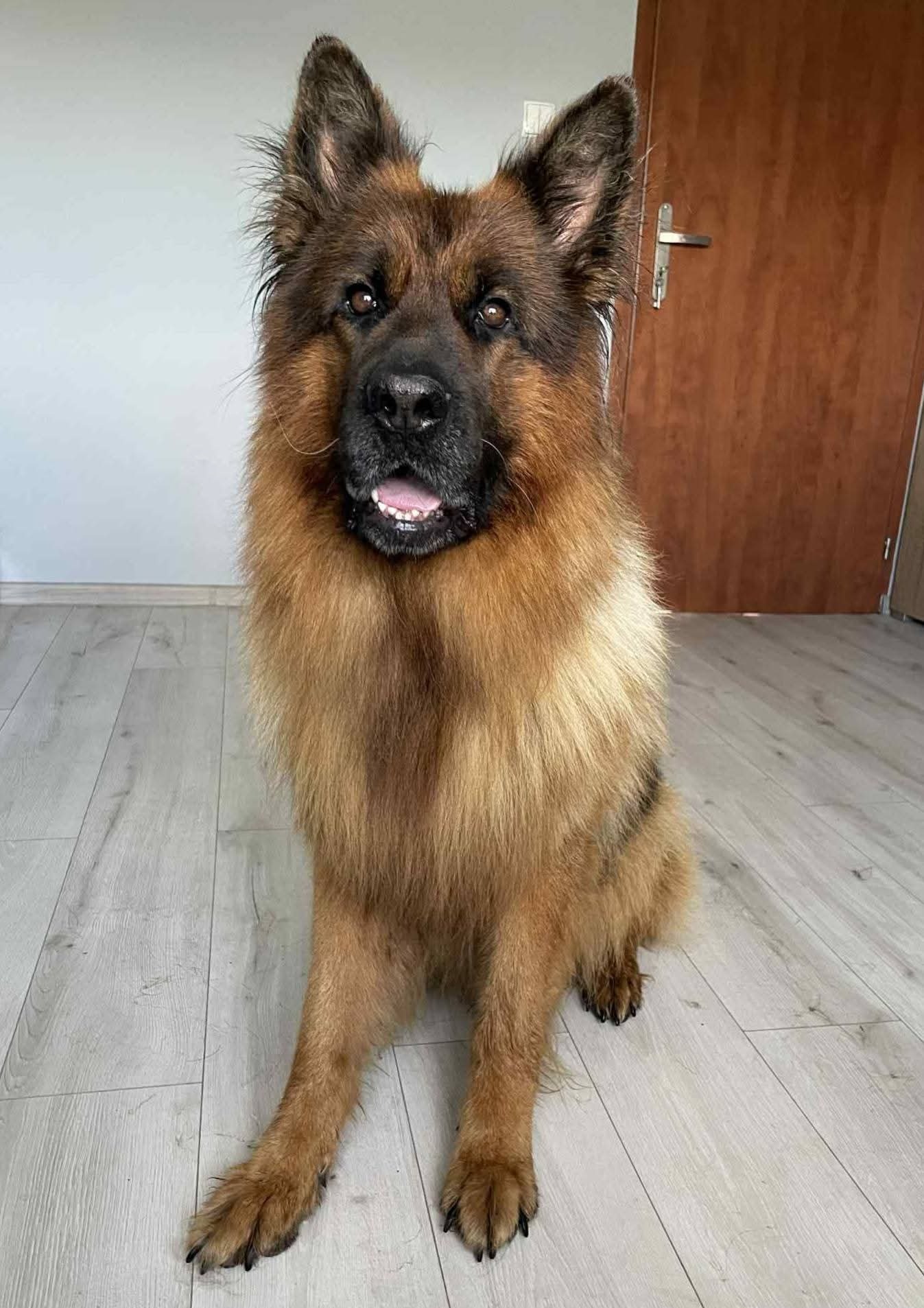 Portret owczarka niemieckiego długowłosego siedzącego na jasnej podłodze, z widoczną brązową sierścią i ciemnym pyskiem. W tle drzwi i jasna ściana.