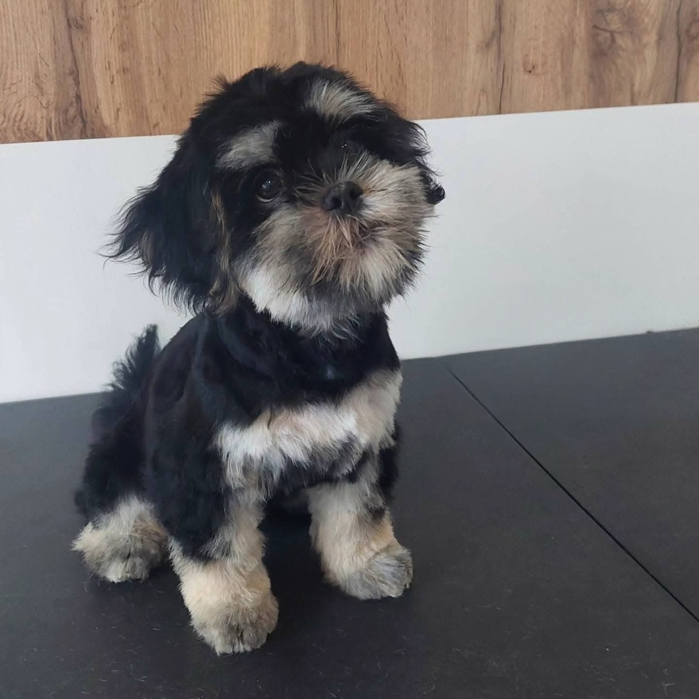 Słodki, czarno-beżowy szczeniak siedzi na czarnym blacie, spoglądając w górę. Uroczy pyszczek i miękkie futerko. Tło stanowią panele ścienne w odcieniach bieli i drewna.