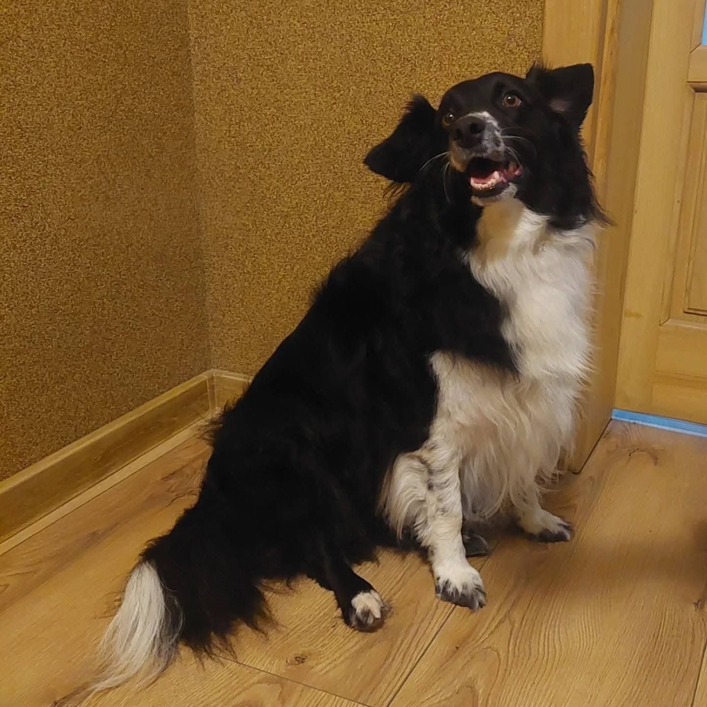Uśmiechnięty, czarno-biały border collie siedzi na drewnianej podłodze, z otwartym pyskiem i uniesioną głową, w tle beżowa ściana i fragment drzwi.