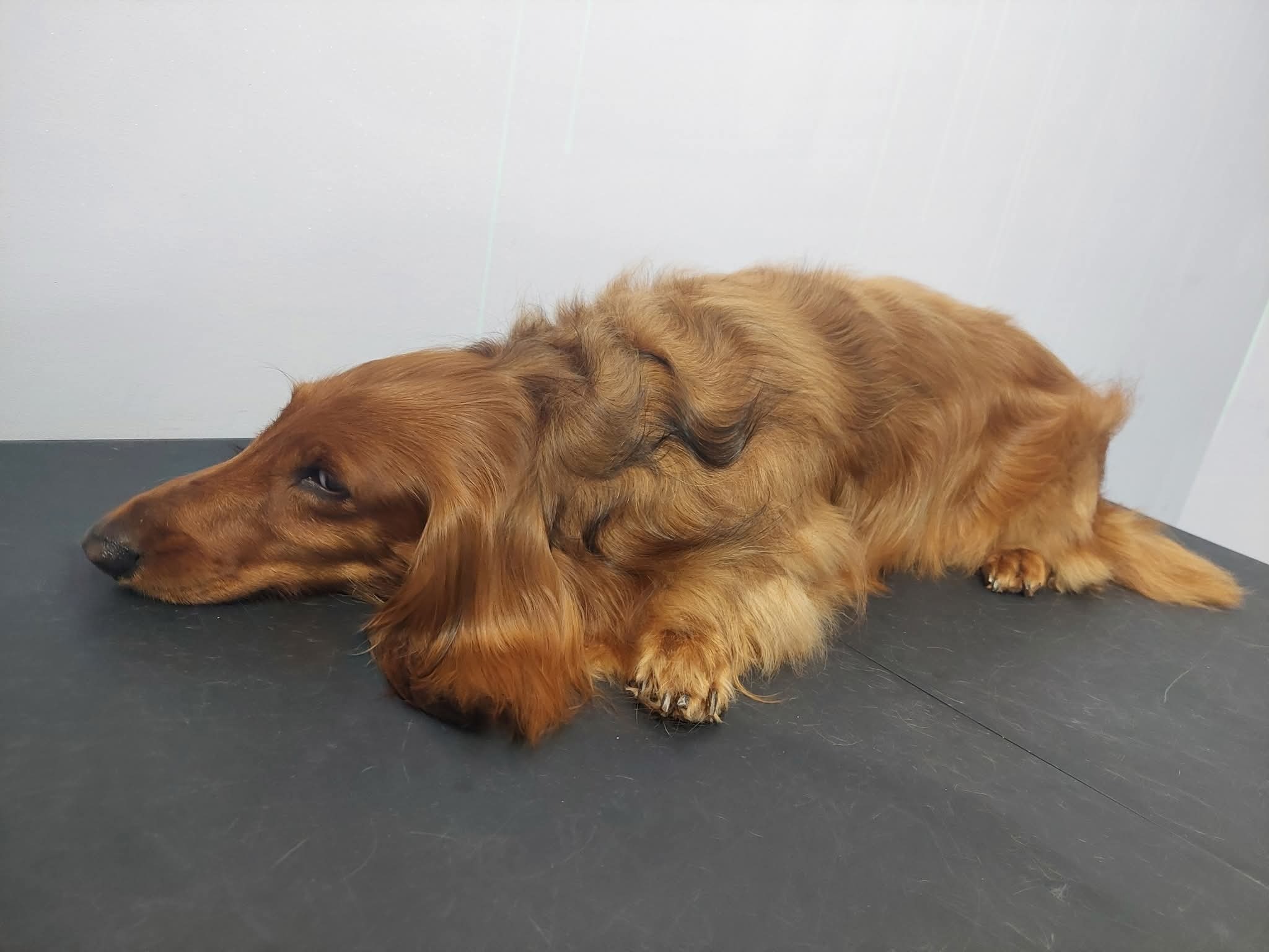 Długowłosy, rudy jamnik leży na ciemnej powierzchni, zrelaksowany po spacerze. Widoczne detale sierści i łap. Tło stanowi jasna ściana.