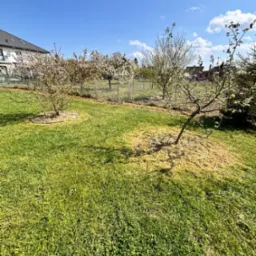 Zadbany trawnik z młodymi drzewkami owocowymi w wiosennym ogrodzie, drzewka podsypane korą, w tle dom i błękitne niebo.