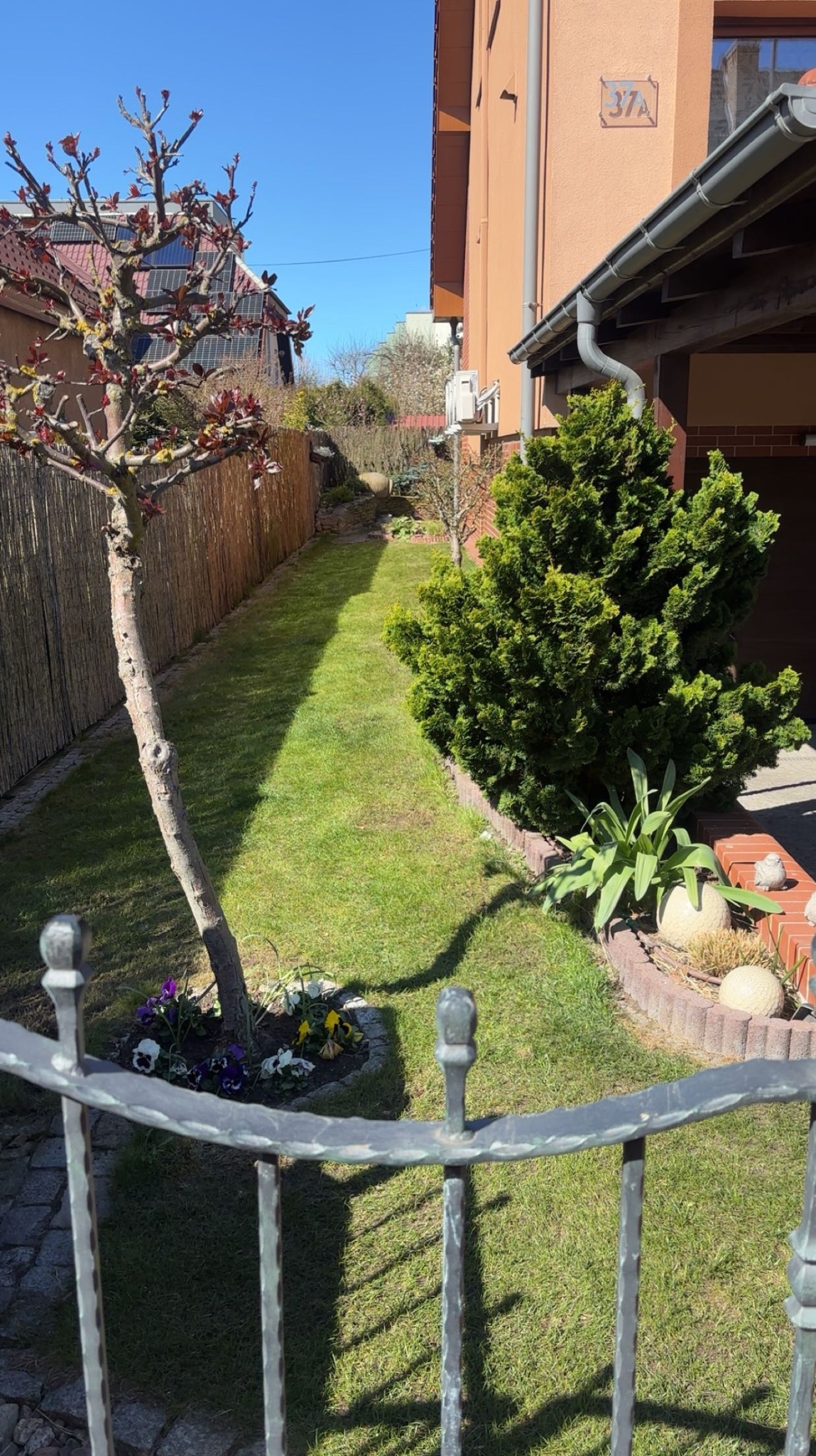 wokulator Prace napowietrzne gleby i wyzbieranie starej trawy