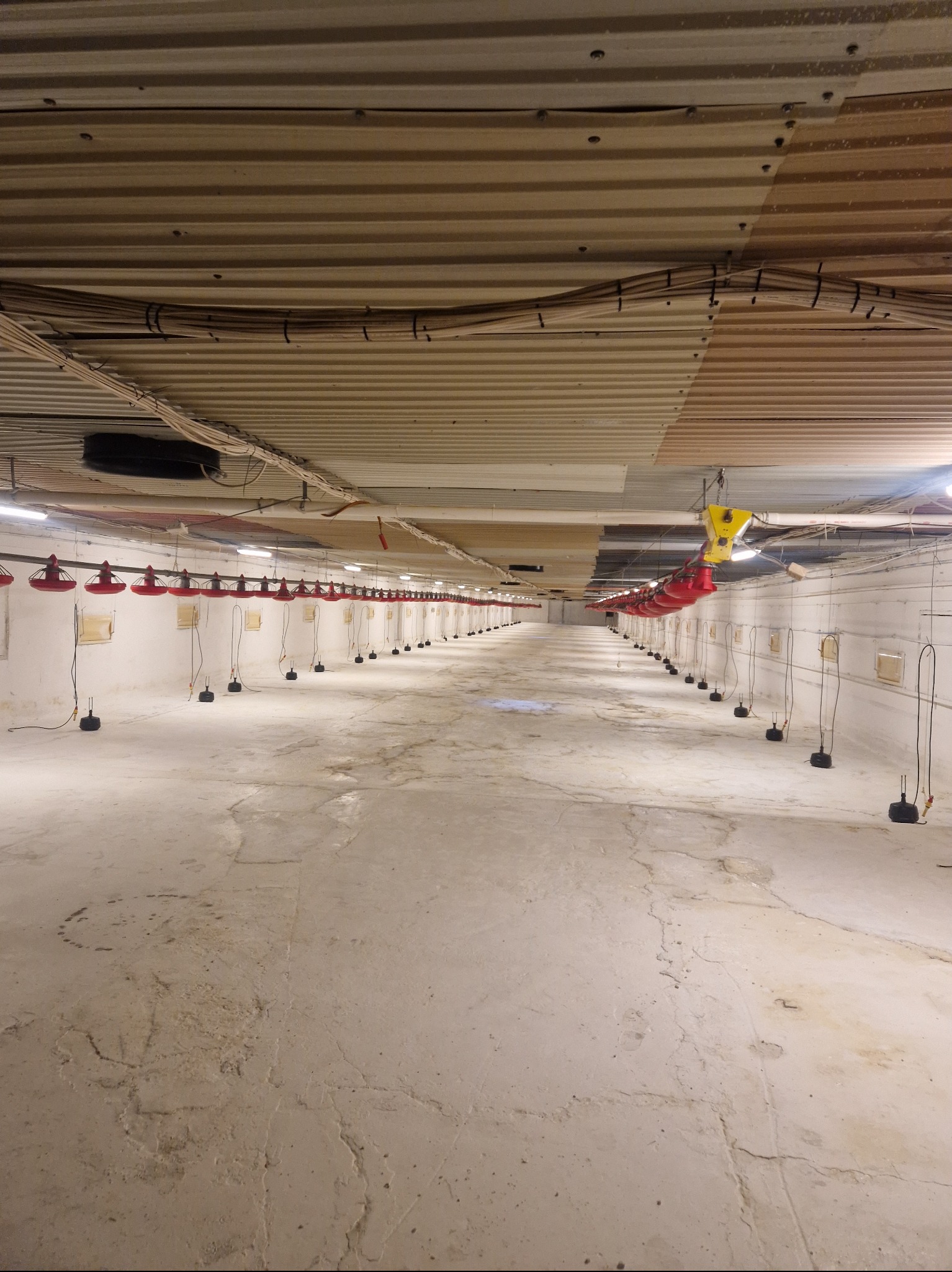 Długie, puste pomieszczenie przemysłowe z rzędami czerwonych karmników podwieszonych pod sufitem, widoczne kable elektryczne i instalacje pod stropem.