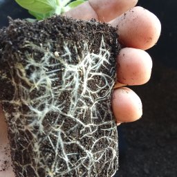 Idea Snails & Garden Daniel Zawrot - Korzenie sadzonki arbuza