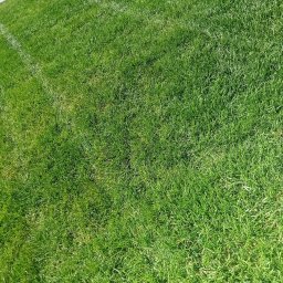 Idea Snails & Garden Daniel Zawrot - Koszenie trawy