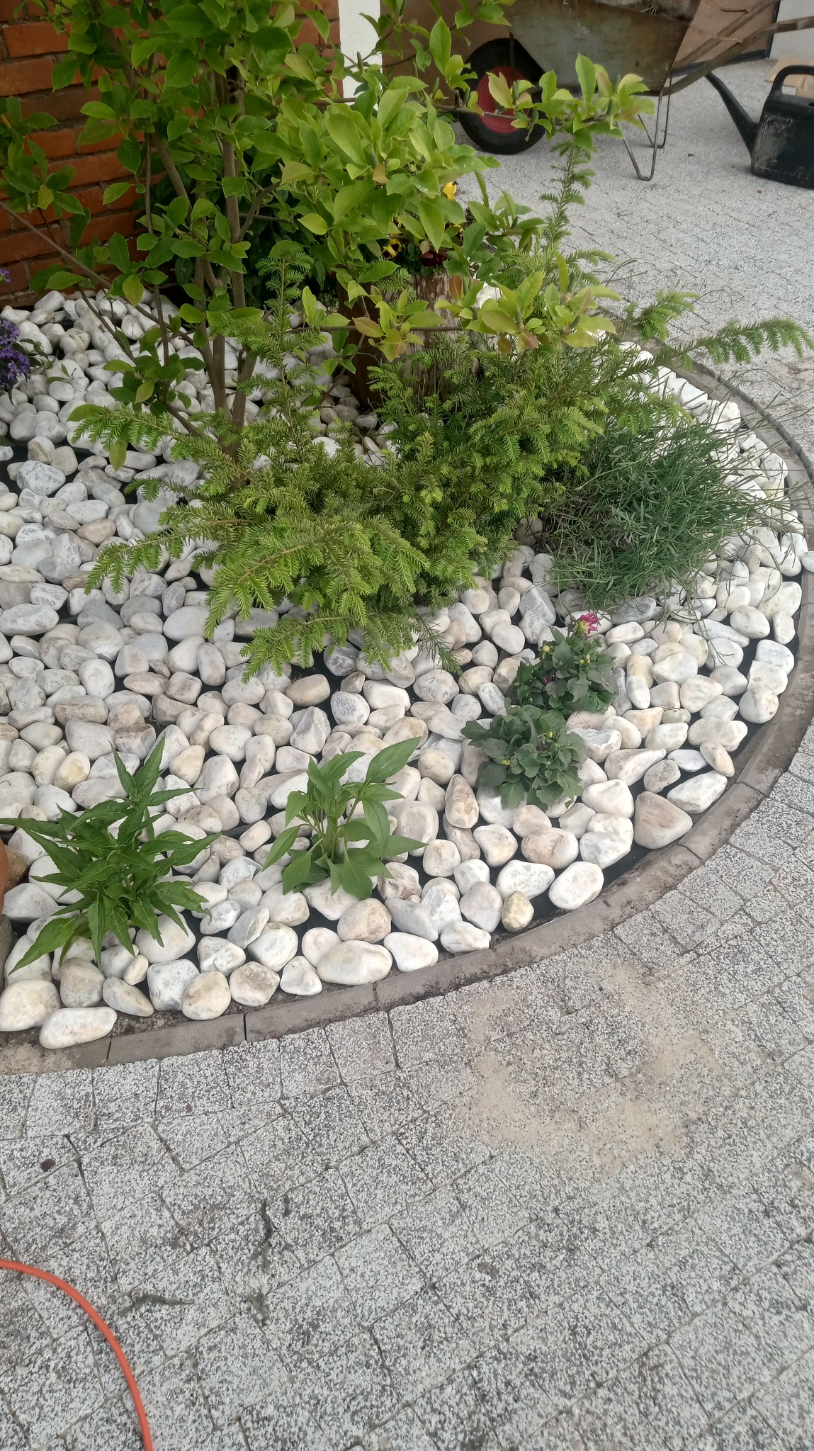 Ogródek skalny z białymi kamieniami, niskimi krzewami iglastymi i młodymi sadzonkami, otoczony obrzeżem z kostki brukowej. Widok z góry, bliski kadr.
