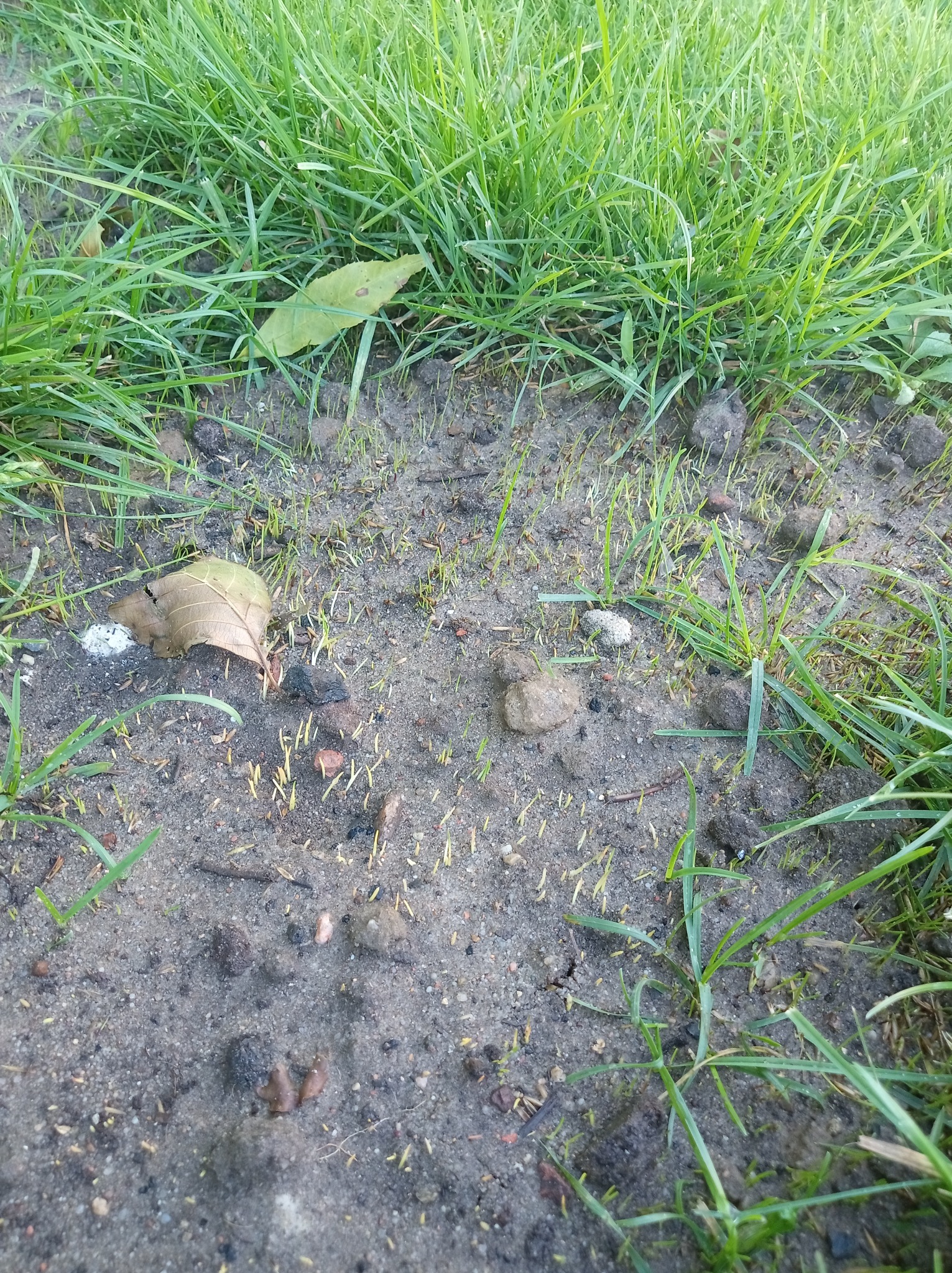 Świeżo posiana trawa, pierwsze źdźbła przebijają się przez ziemię. Widoczne liście i grudki ziemi. Kąt ujęcia z góry, blisko ziemi.
