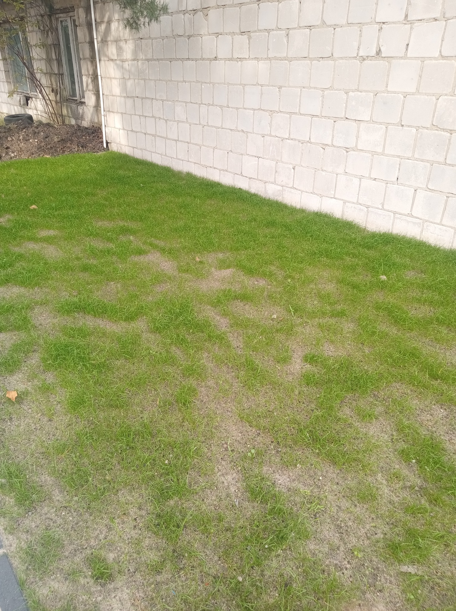 Zakładanie trawnika z siewu, kiełkująca trawa