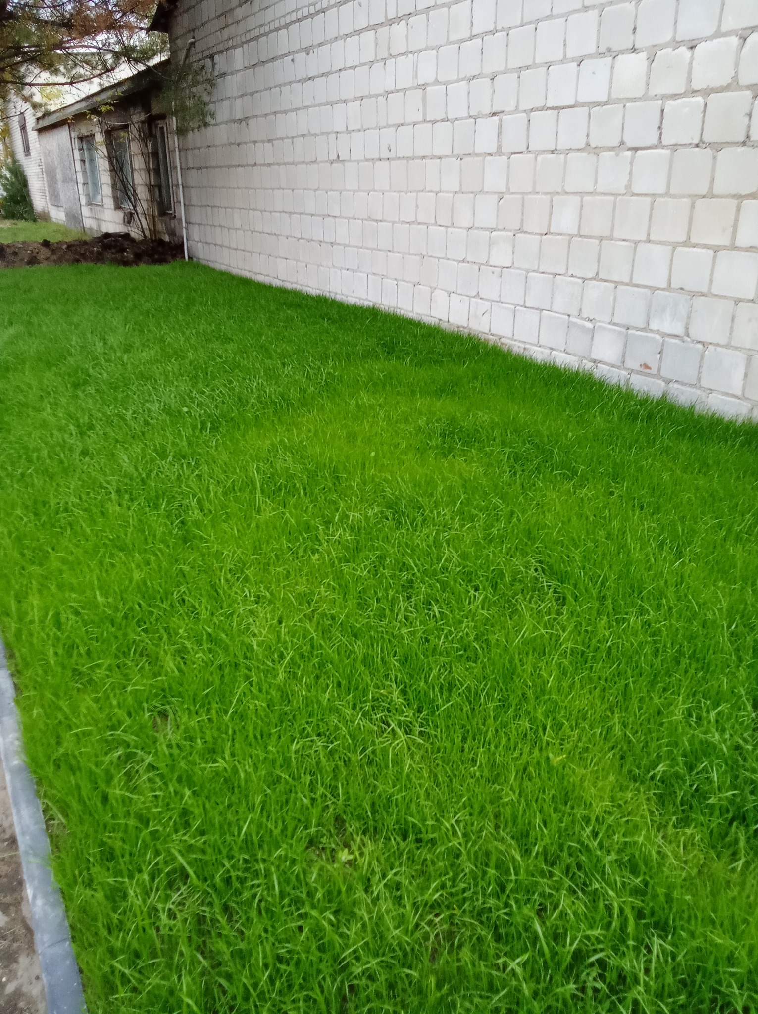 Wyrośnięta trawa przed pierwszym koszeniem