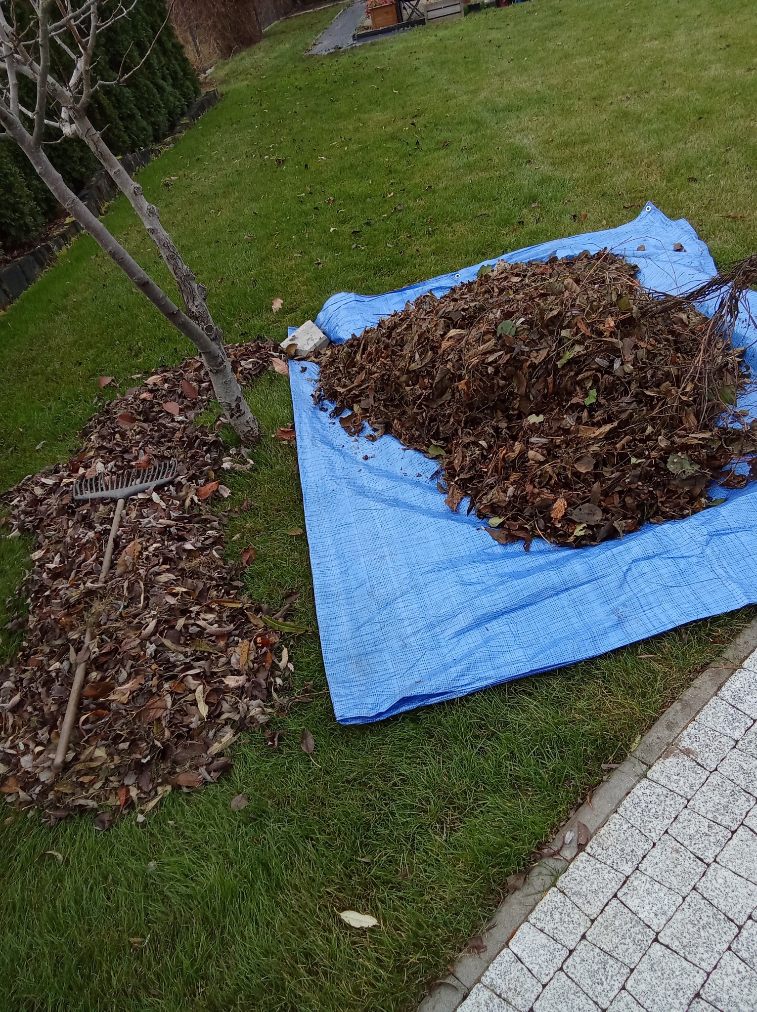 Grabienie i zbieranie liści