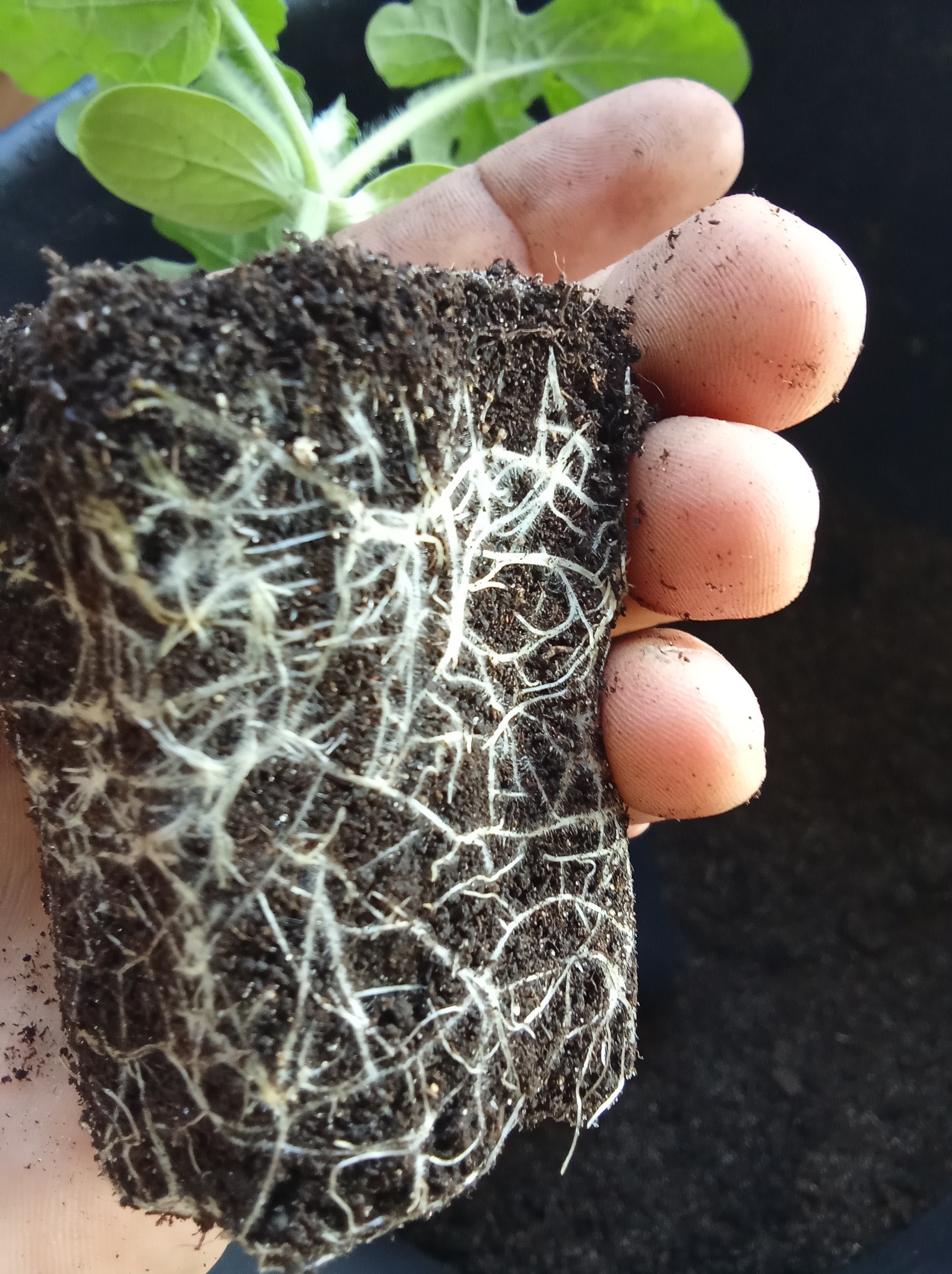 Korzenie sadzonki arbuza