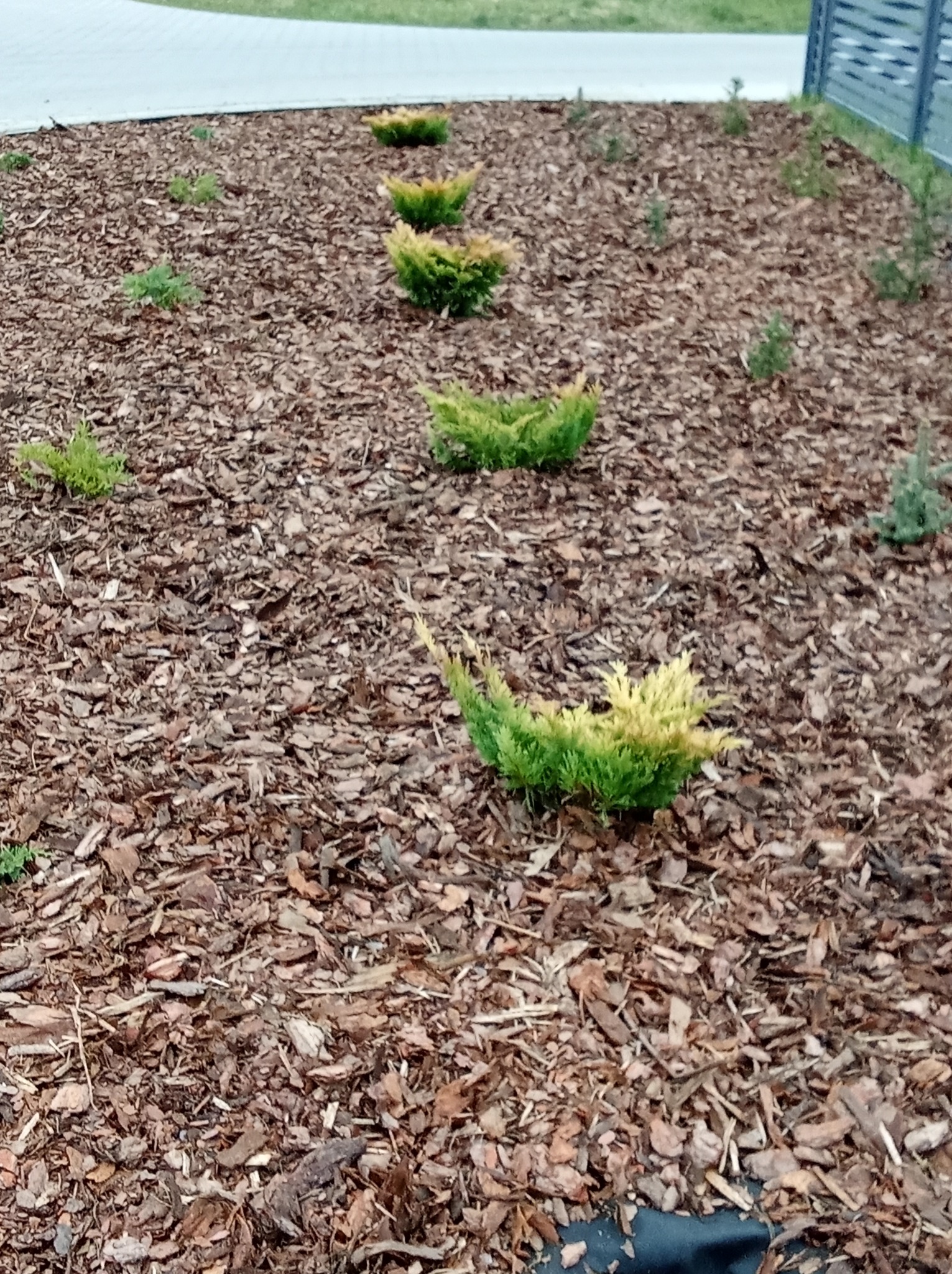Sadzenie roślin w rabacie, przykrycie włókniną i ściółkowanie korą