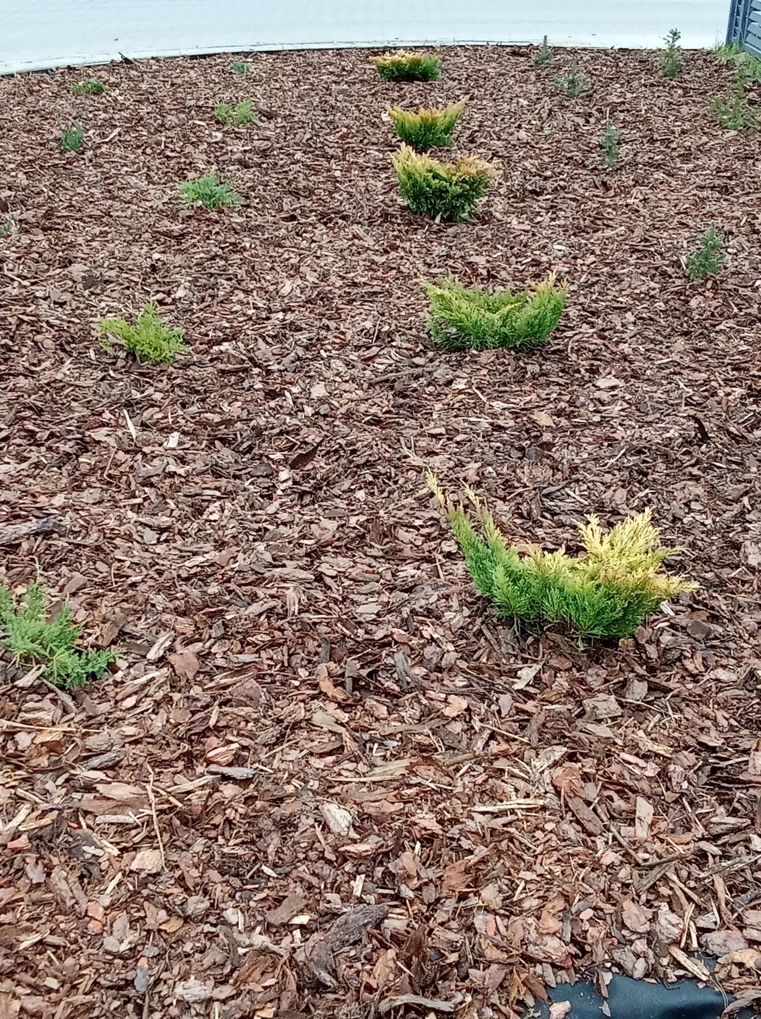 Rabata z iglakami i korą drzewną. Widok na niskie krzewy iglaste w rzędach, posadzone na rabacie wysypanej brązową korą. Ujęcie z poziomu gruntu.