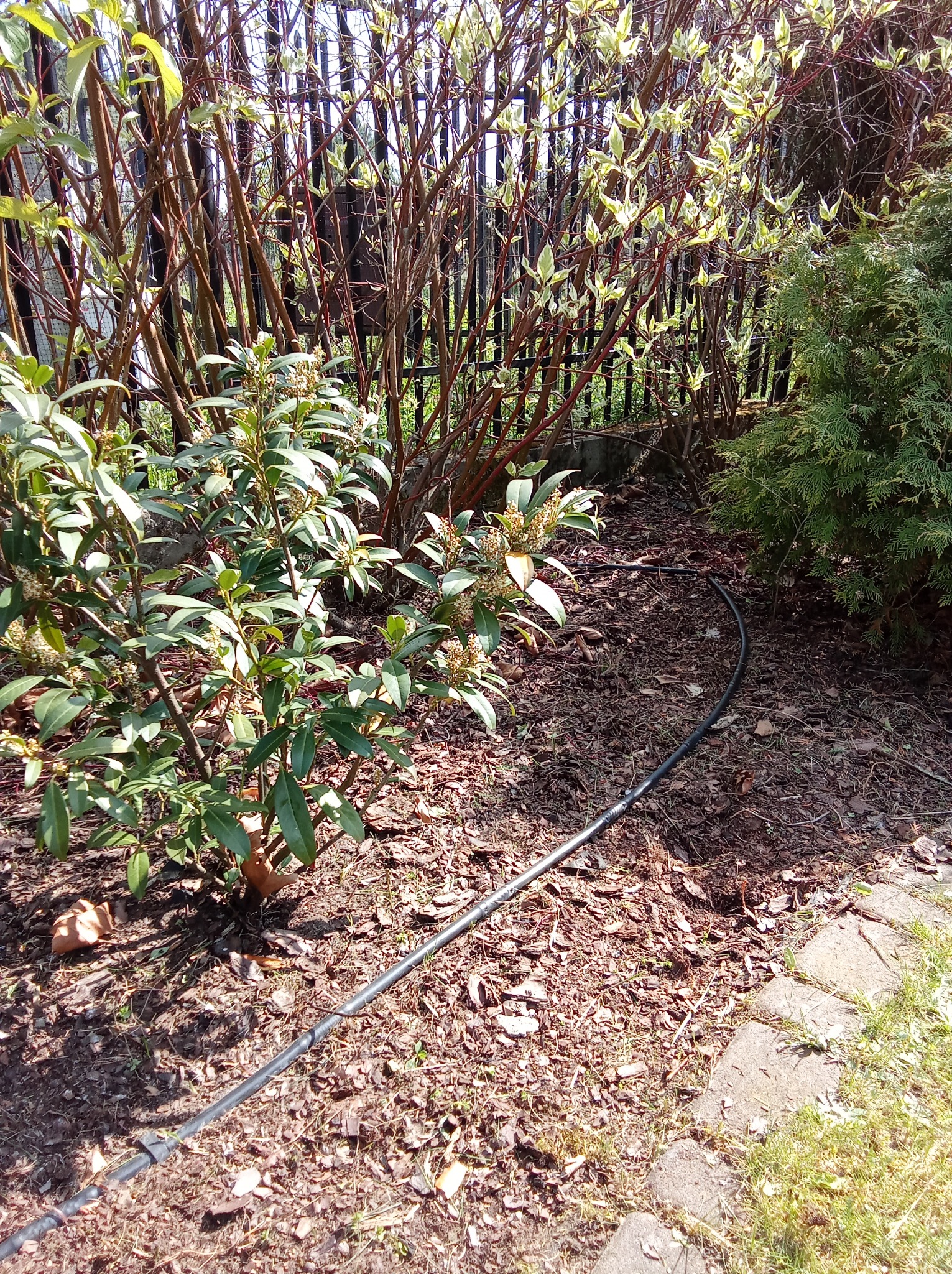 Pielenie ręczne - efekty