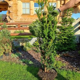 Bogdan Obrochta - Przygotowanie do posadzenia młodego iglaka na trawniku przed drewnianym domem, widoczna dłoń w rękawicy ogrodniczej.