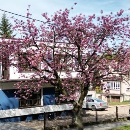 Siedziba naszego biura nieruchomości WOLF przy ulicy Wyszyńskiego w Tarnowskich Górach.