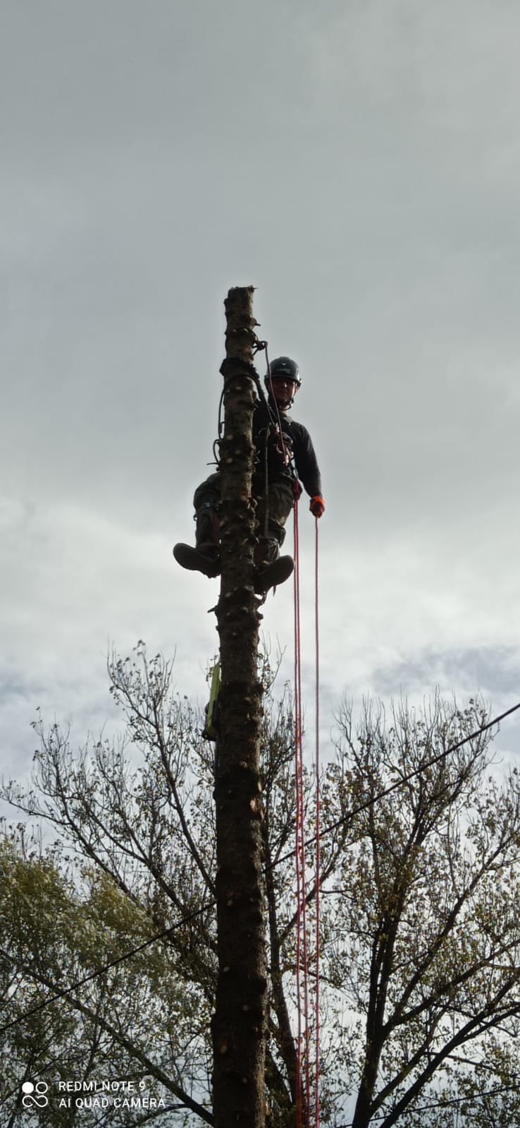 Arborysta w kasku, uprzęży i rękawicach, wspina się na ogołocony pień drzewa z użyciem lin asekuracyjnych na tle pochmurnego nieba.