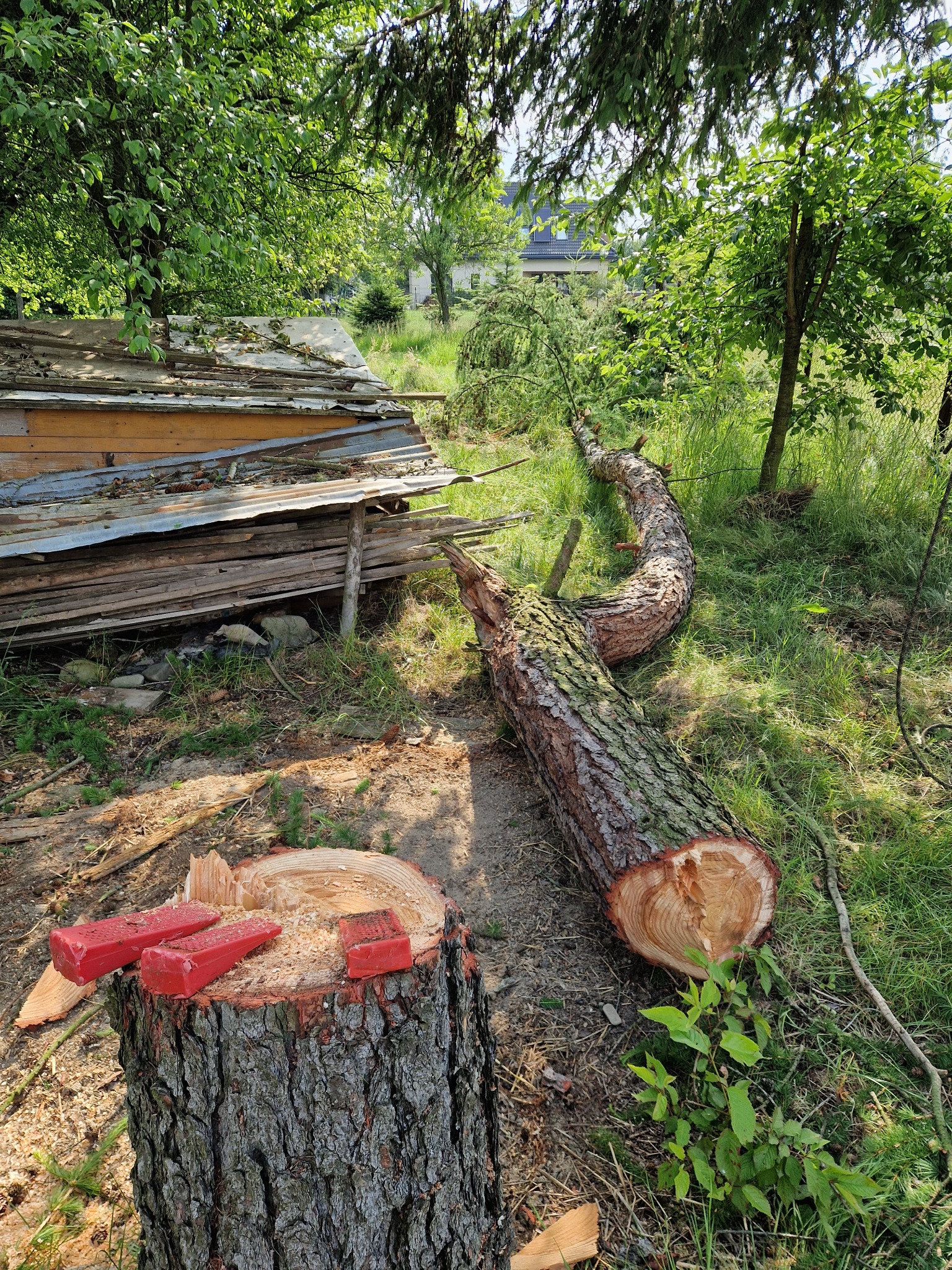 Ścięte drzewo leżące na trawie obok pnia z czerwonymi klinami, sterta desek w tle, dom widoczny w oddali, słoneczny dzień.