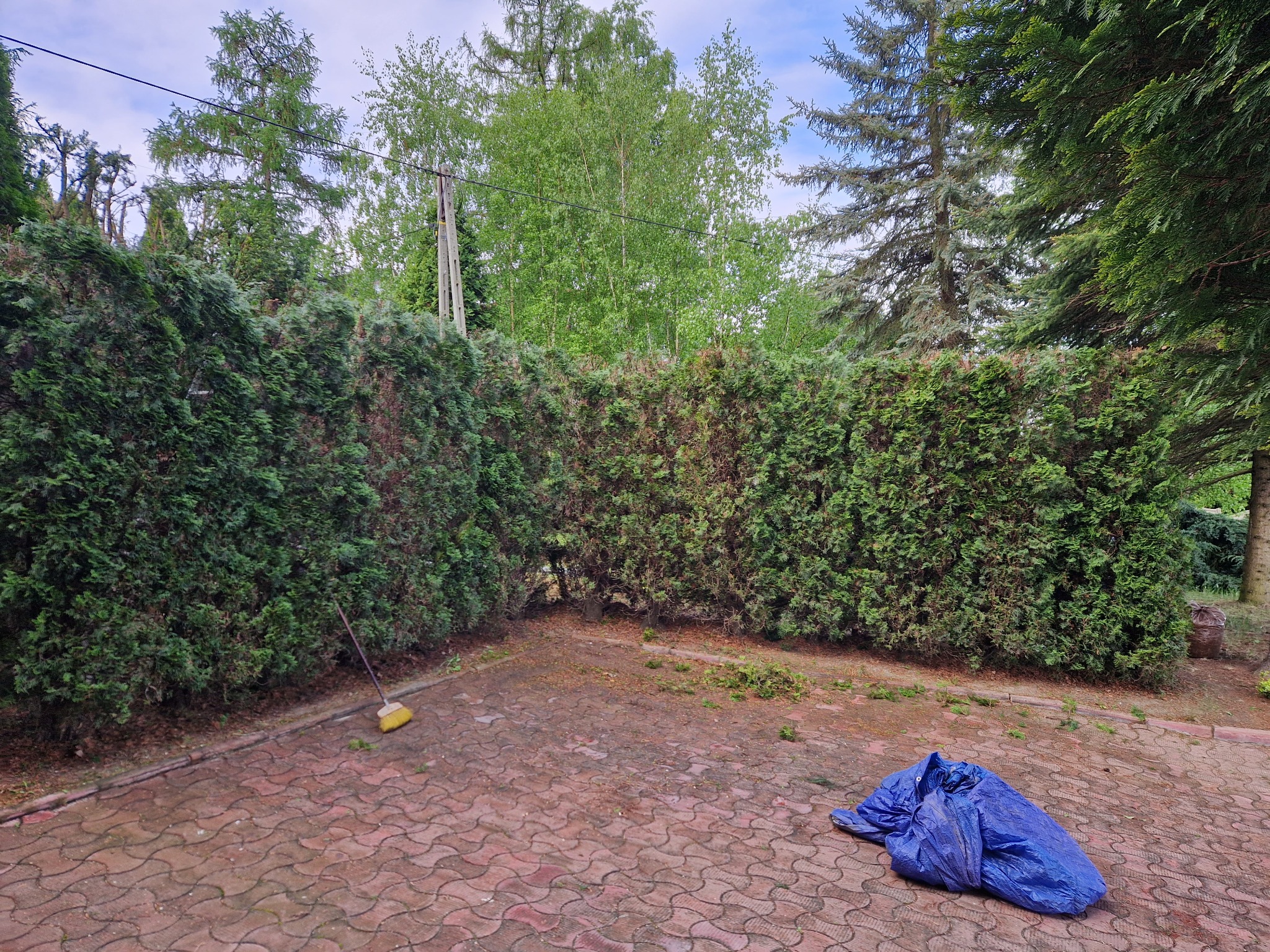 Przycięty żywopłot z grabiami i plandeką na kostce. Widoczne ścięte gałęzie. Świeżo po przycinaniu, równa linia cięcia.