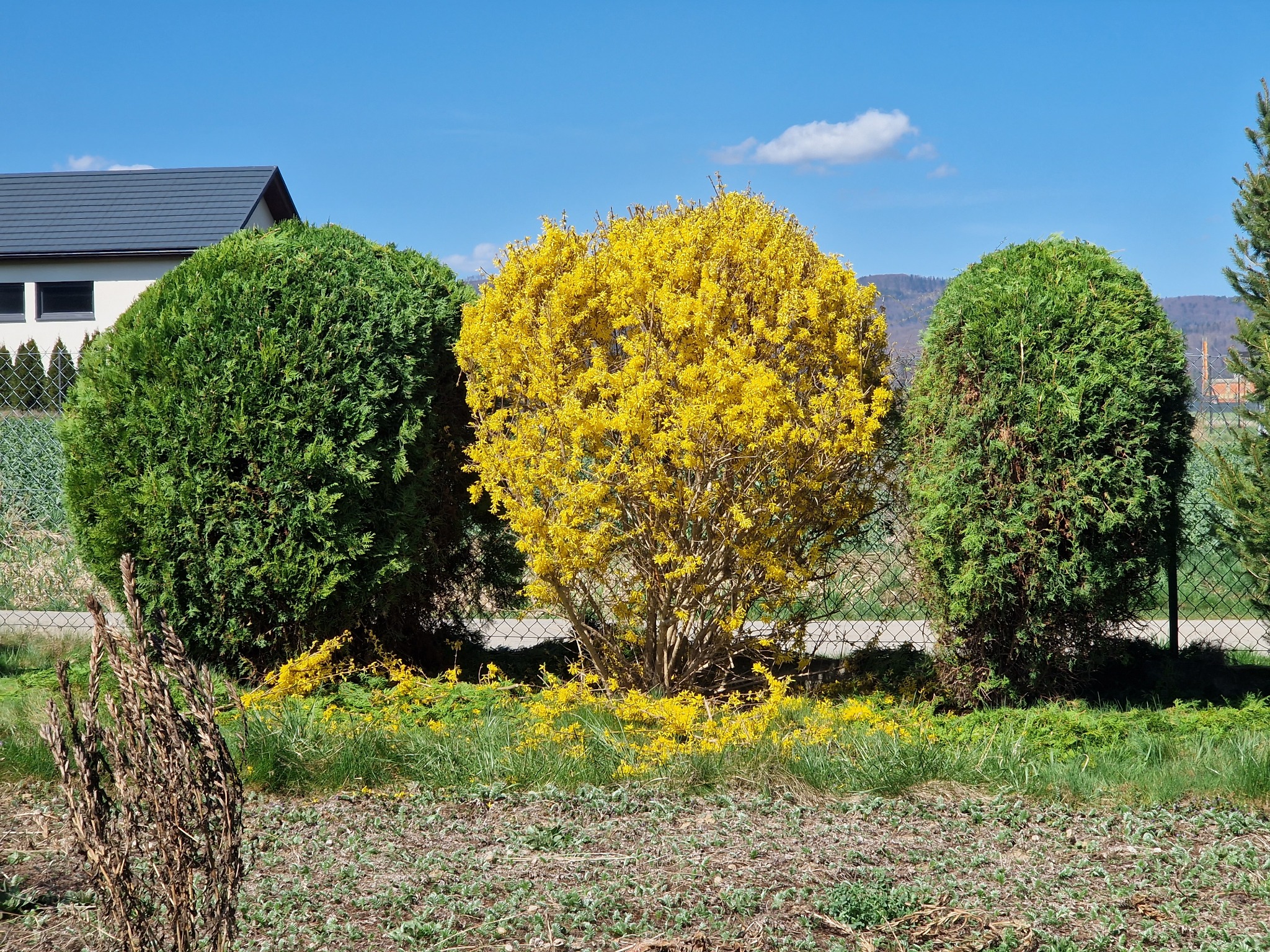 Forsycja w pełnym rozkwicie, otoczona kulistymi tujami, na tle domu z szarą dachówką i błękitnego nieba. Wiosenny ogród z metalową siatką w tle.