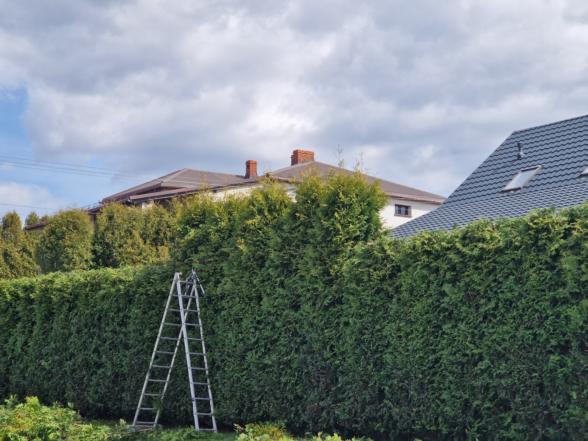 Wysoka, gęsta ściana z tuj w ogrodzie, z drabinką opartą o nią i narzędziami na szczeblach. W tle domy pod błękitnym, pochmurnym niebem.