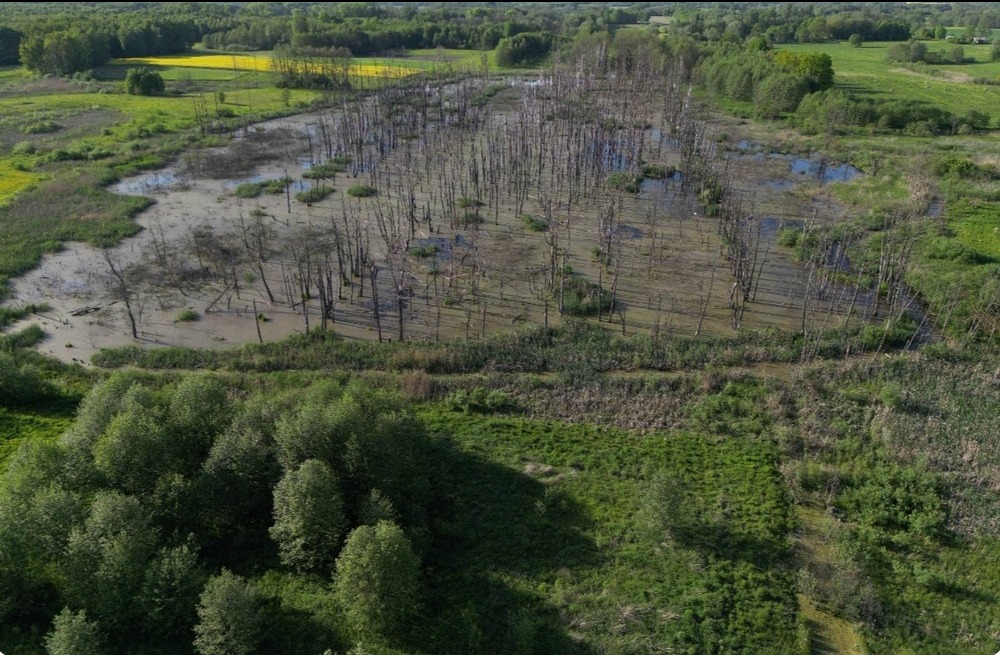 Panoramiczny widok z lotu ptaka na rozległe bagno z wystającymi, suchymi pniami drzew, otoczone zielenią łąk i lasów, z żółtymi polami w oddali.