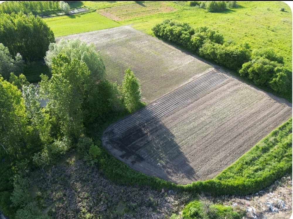 Widok z lotu ptaka na pole uprawne z przygotowanymi rzędami, otoczone zielenią drzew i krzewów, z widocznymi śladami po niedawnym oraniu.