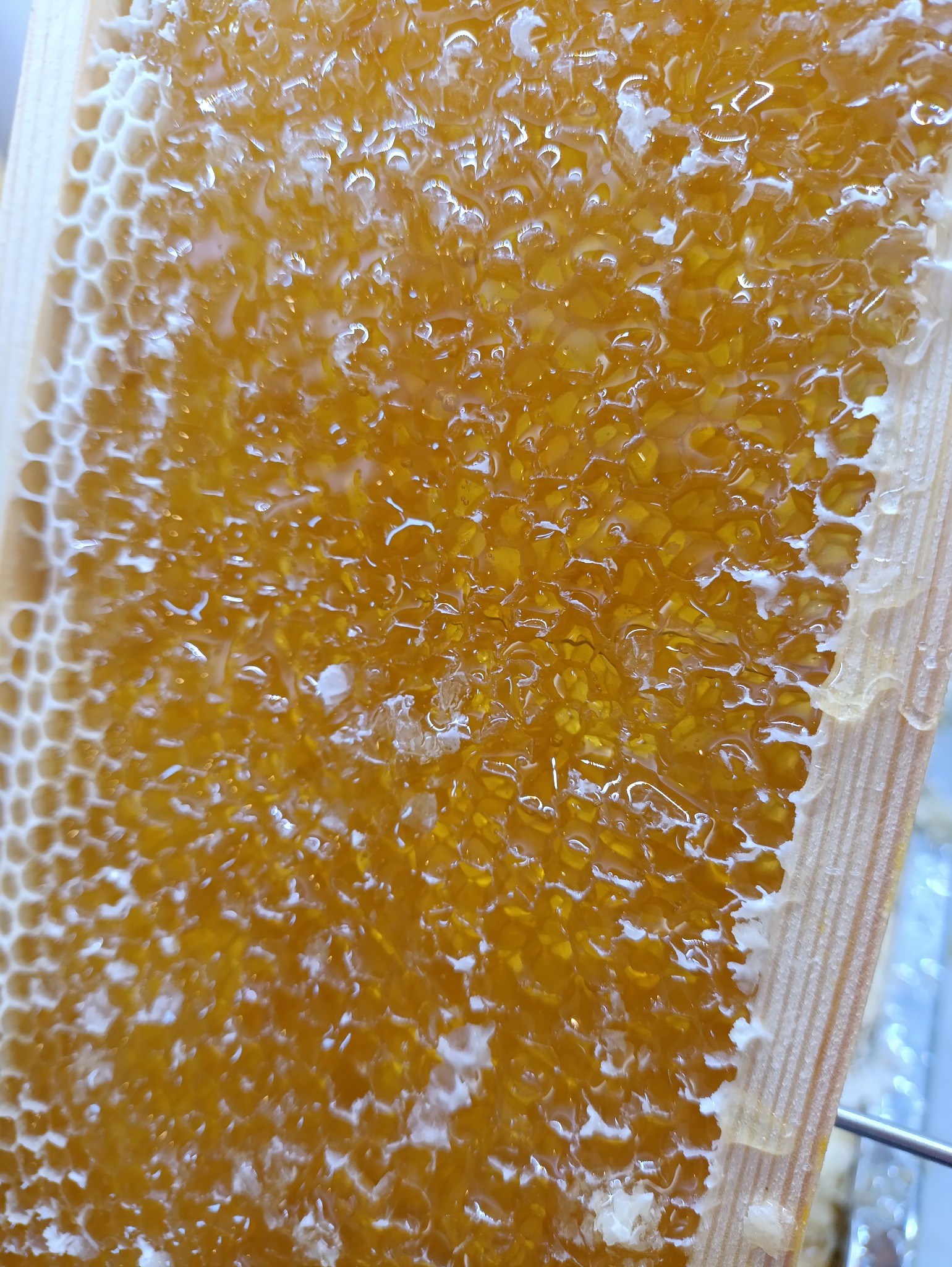 Pełna ramka plastra miodu, wypełniona złocistym, gęstym miodem. Widoczne białe wstawki w strukturze miodu, drewniana ramka i metalowy element. Makro, zbliżenie.