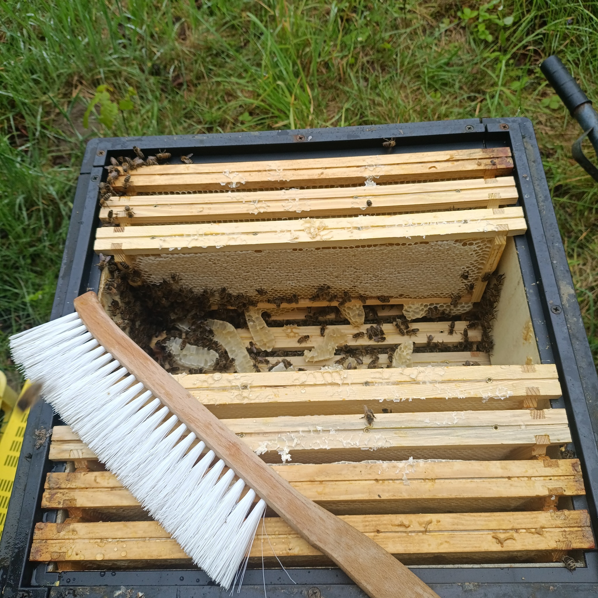 Otwarty ul z ramkami, widoczne pszczoły i plaster miodu. Na pierwszym planie leży szczotka pszczelarska. Trawa w tle, lekki deszcz.