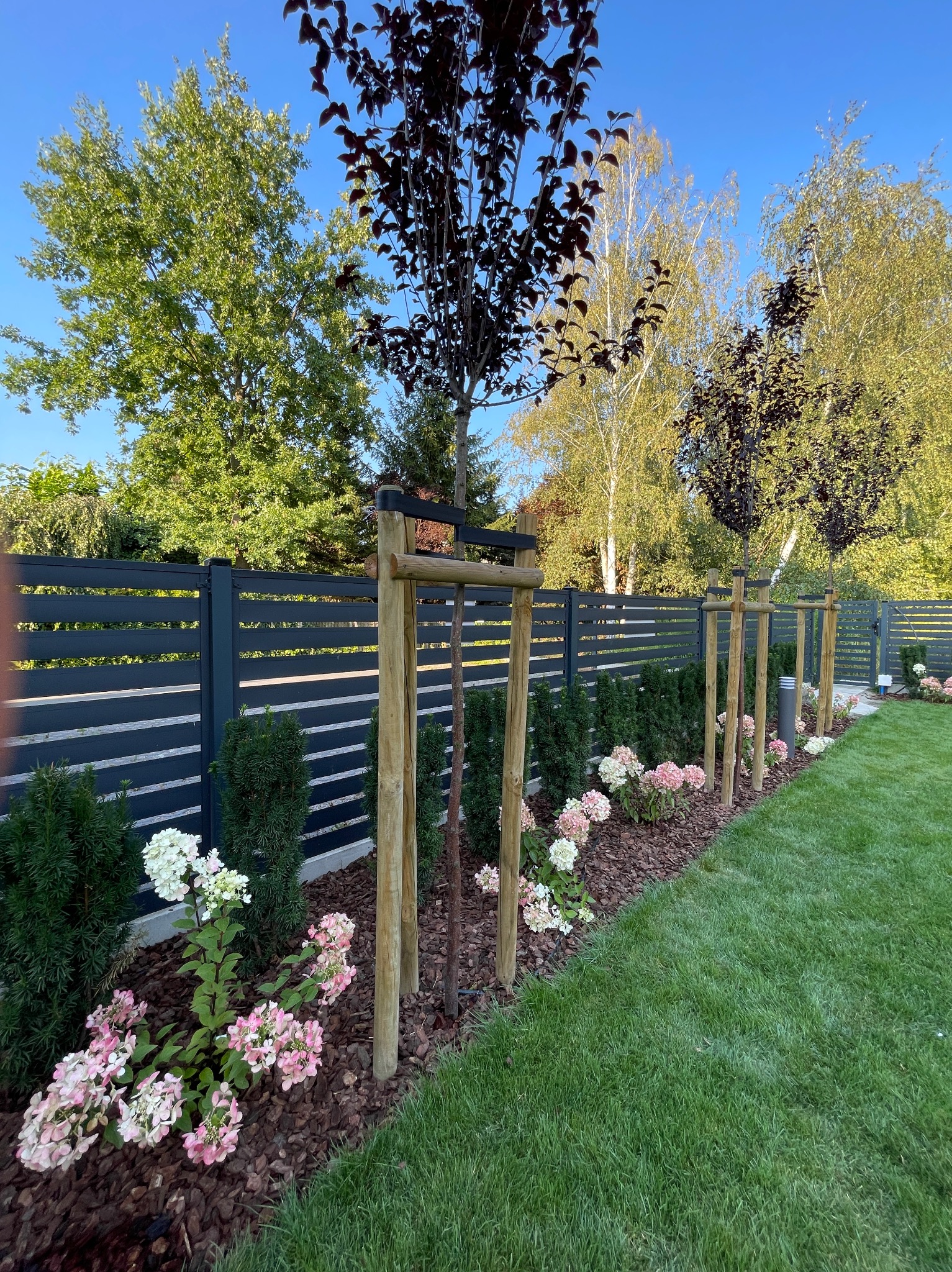 Młode drzewka z ciemnymi liśćmi, zabezpieczone drewnianymi palikami, posadzone wzdłuż nowoczesnego, grafitowego ogrodzenia, z rabatami z kory i kwitnącymi hortensjami w odcieniach bieli i różu,...