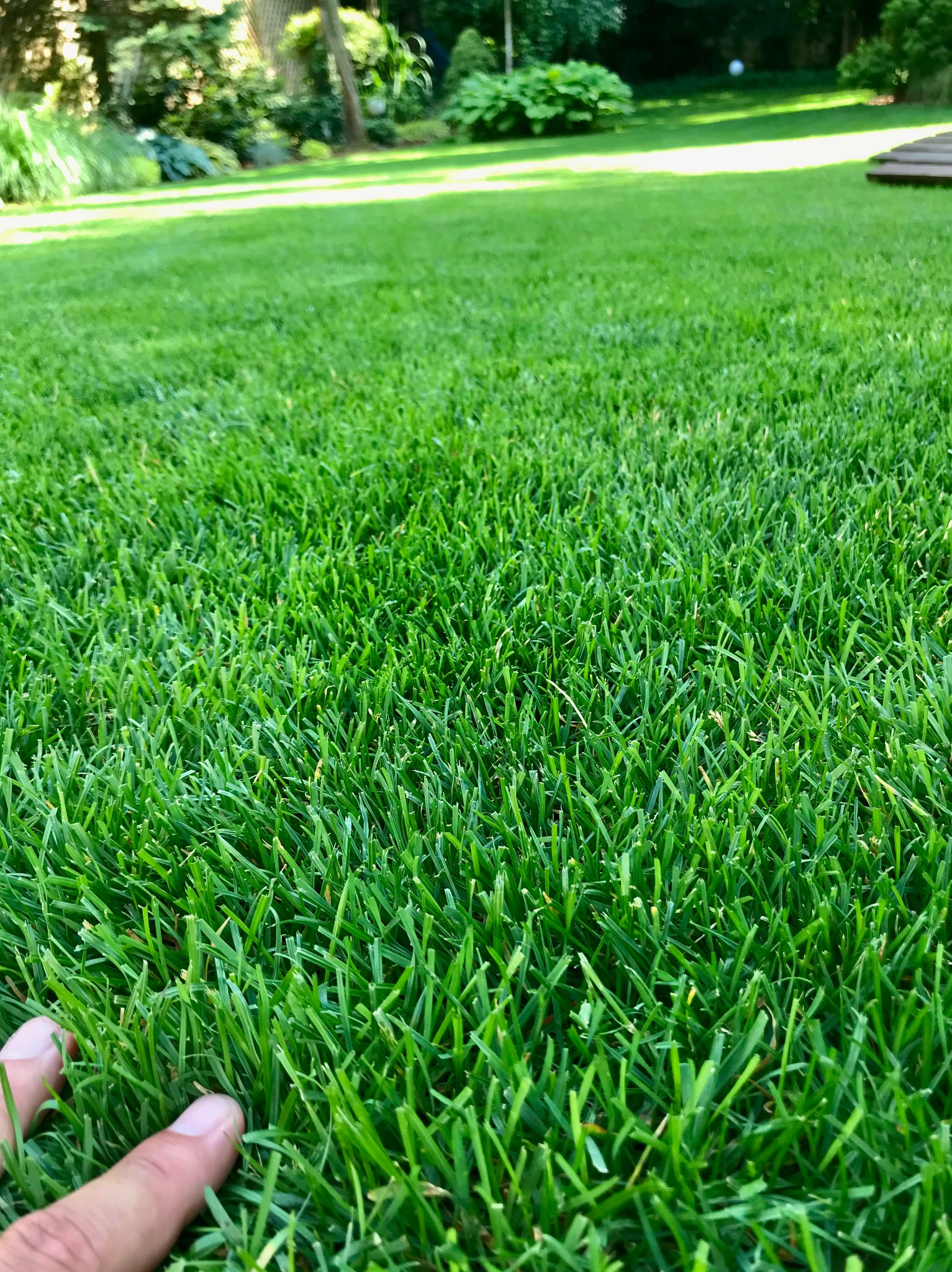 Soczysta, gęsta trawa w ogrodzie, z fragmentem dłoni dotykającej źdźbeł, ukazująca strukturę i świeżość trawnika, w tle rozproszone światło słoneczne i zieleń drzew.