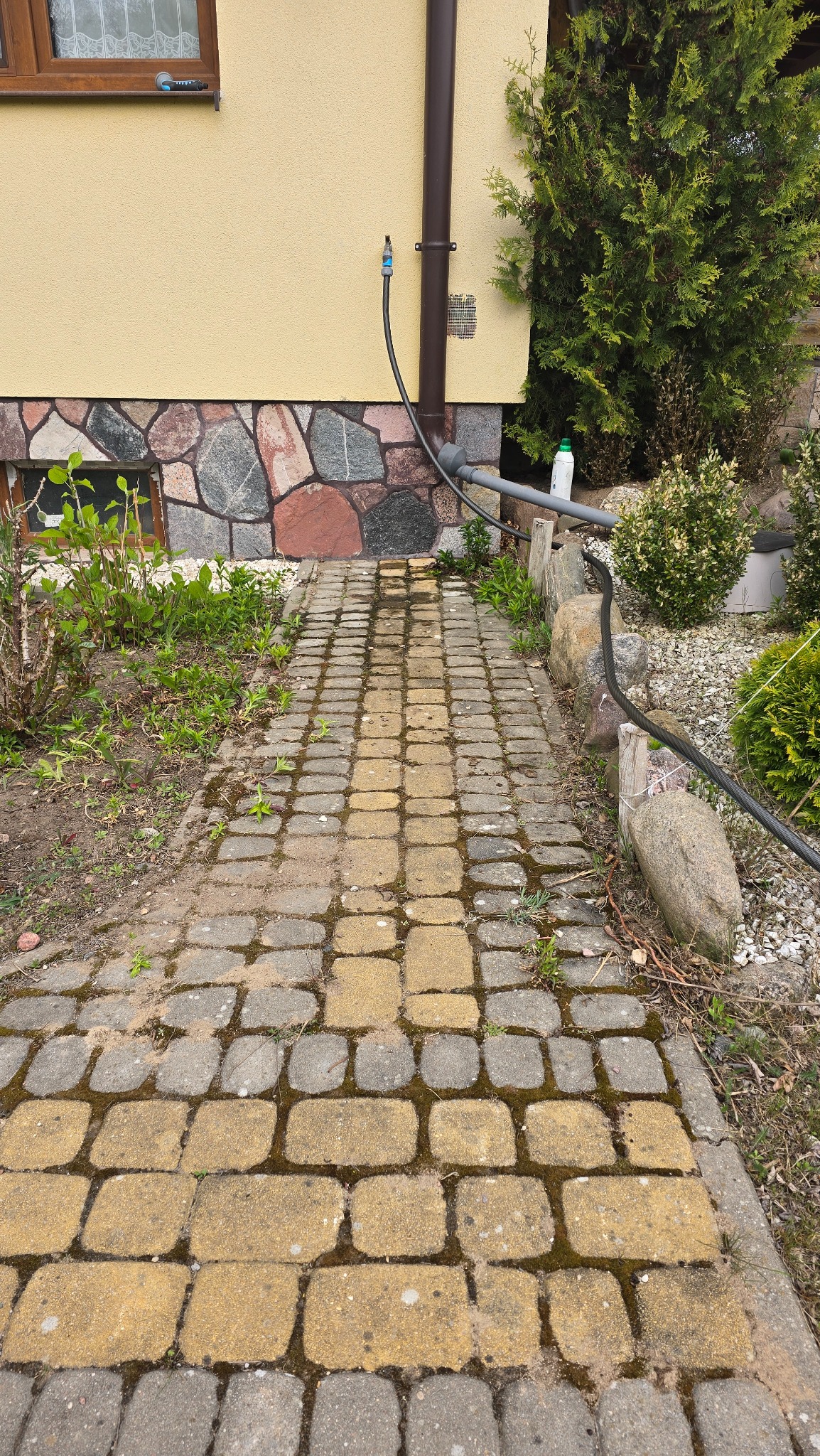 Częściowo oczyszczona kostka brukowa w ogrodzie, widoczne zacieki po myciu. Żółto-szara kostka, zarośnięta mchem. W tle elewacja domu z kamienną podmurówką.