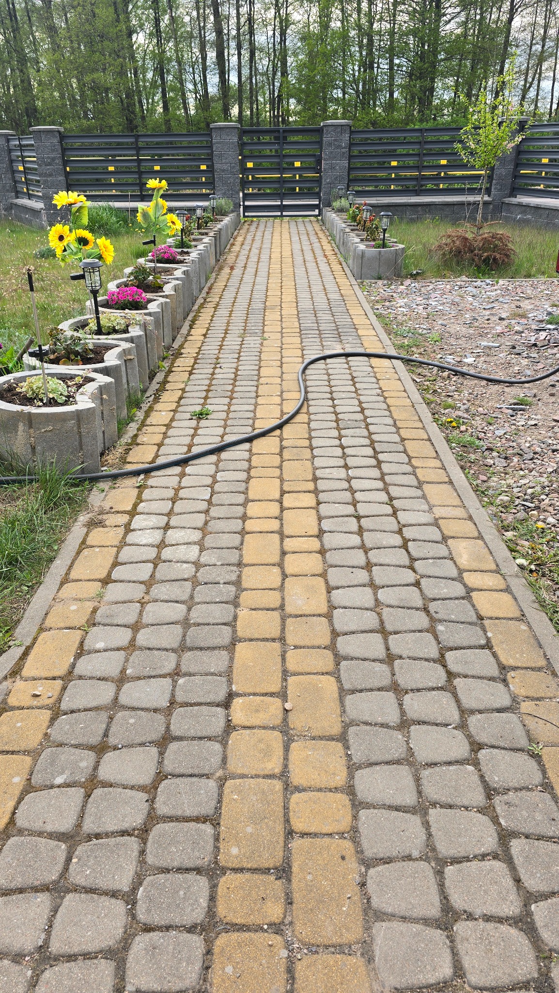 Ułożona kostka brukowa w odcieniach szarości i żółci tworząca ścieżkę w ogrodzie, z widocznym wężem ogrodowym i rabatami kwiatowymi po bokach.