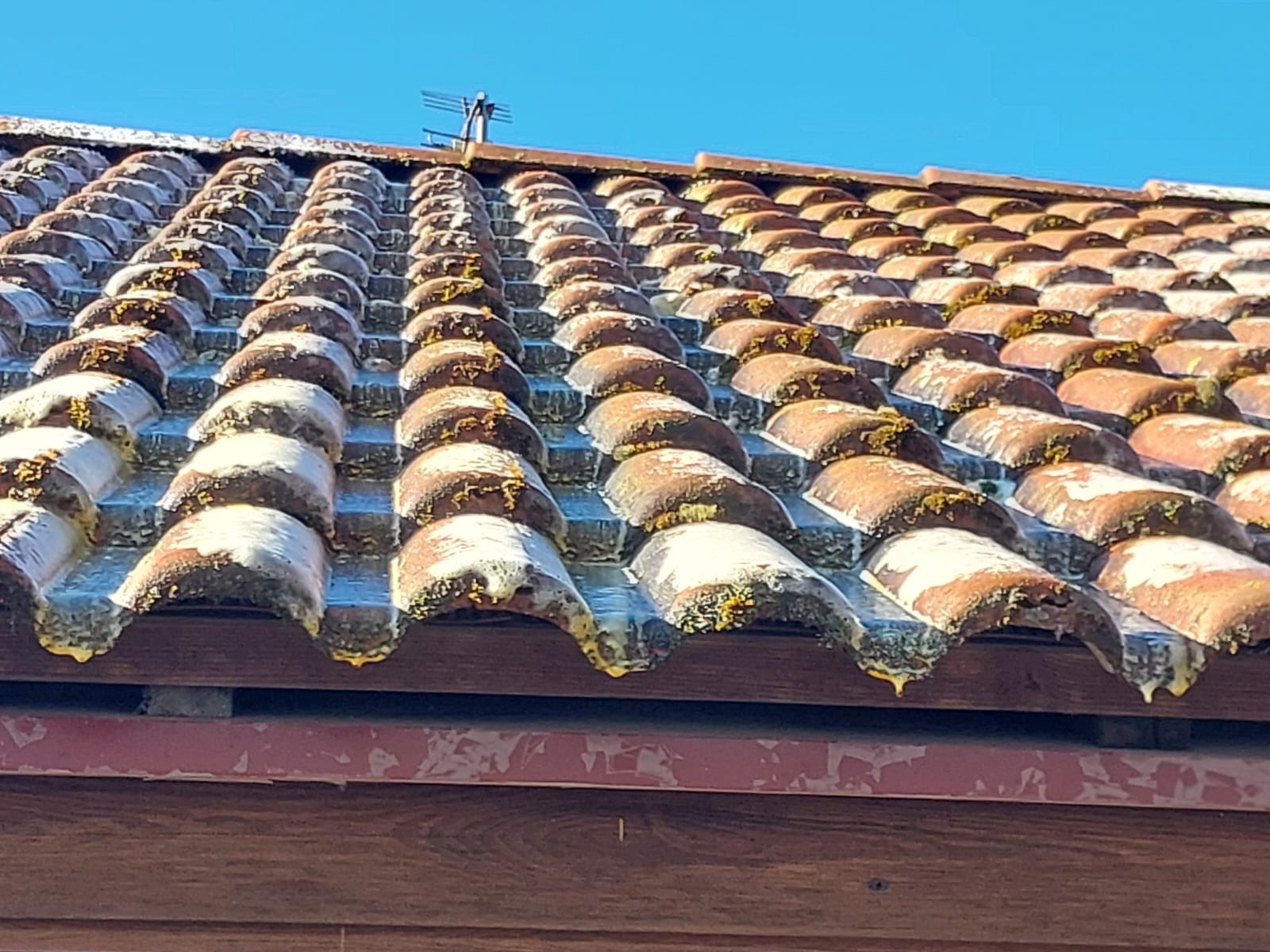 Zabrudzony dach z ceramicznej dachówki w zbliżeniu, z widocznymi śladami białego nalotu i mchu, pod błękitnym niebem. Widoczna antena na dachu.