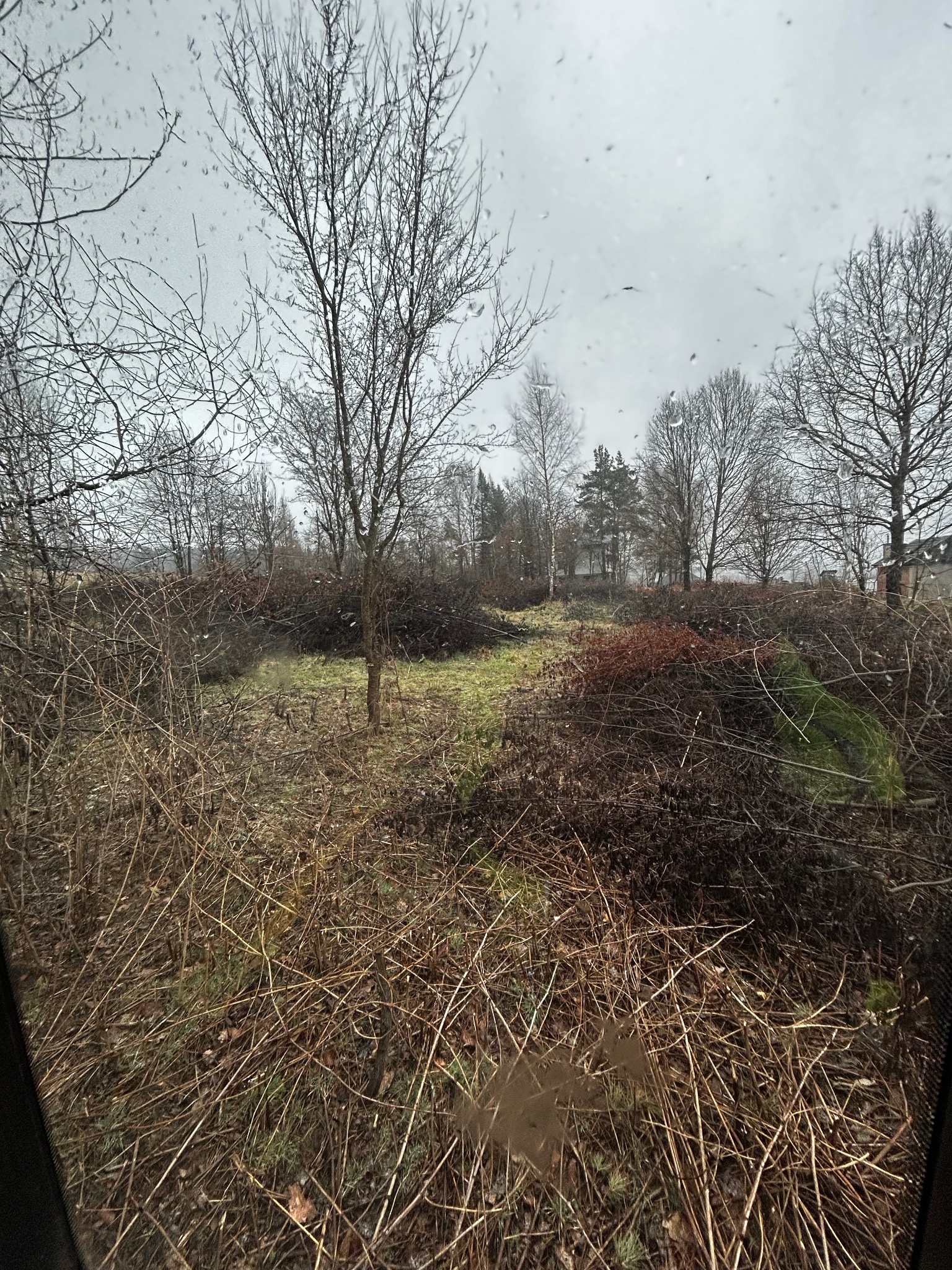 Widok przez brudną szybę na teren po wycince krzewów i drzew, z widocznymi stertami gałęzi i pni, oraz nagą zielenią w tle, w pochmurny dzień.