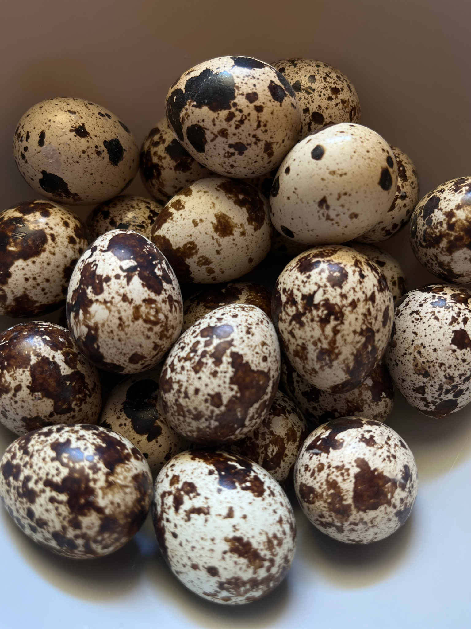 Oferuję sprzedaż jajek przepiórczych z własnej, niedużej hodowli.