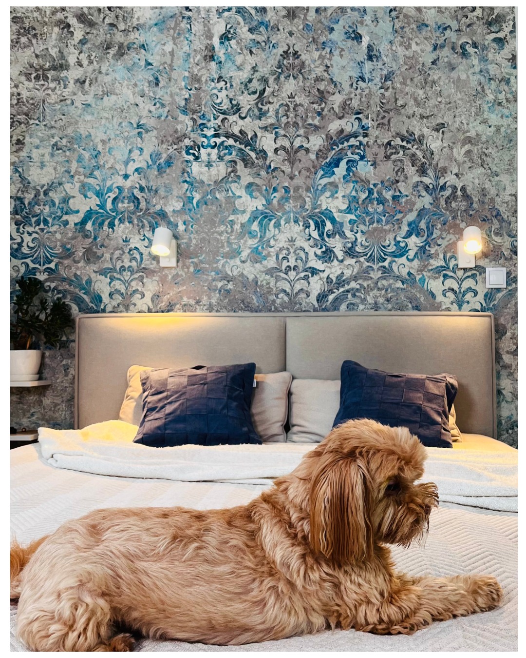 Sypialnia z wzorzystą tapetą w odcieniach szarości i błękitu, beżowe wezgłowie łóżka, ciemnoniebieskie poduszki i pies rasy Cavapoo leżący na łóżku.
